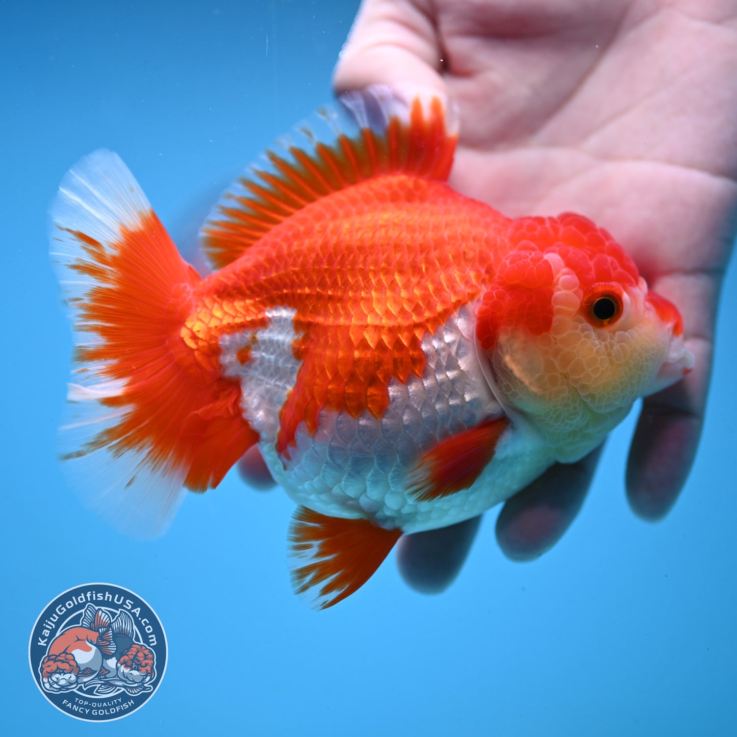 Red White Oranda 4 inch Body (250919_OR08)