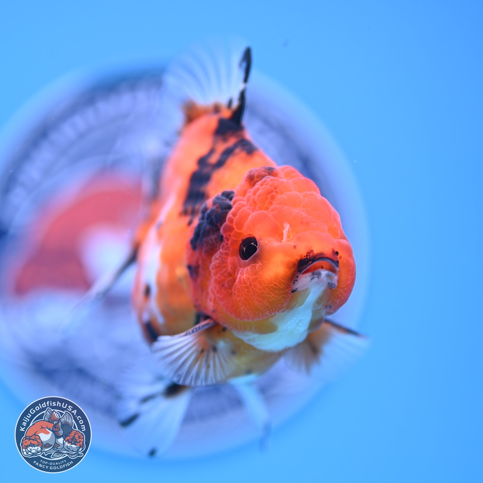 Shogun Tricolor Tiger YuanBao Oranda 3.5in Body (240816_OR08) - Kaiju Goldfish USA