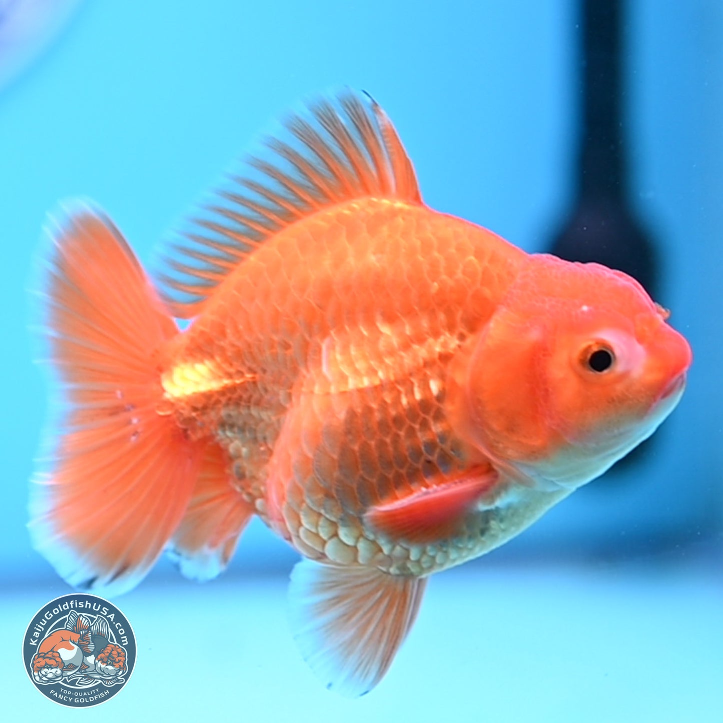 Shogun Classic Gold Broad Tail Oranda 3.5in Body (240802_OR08) - Kaiju Goldfish USA