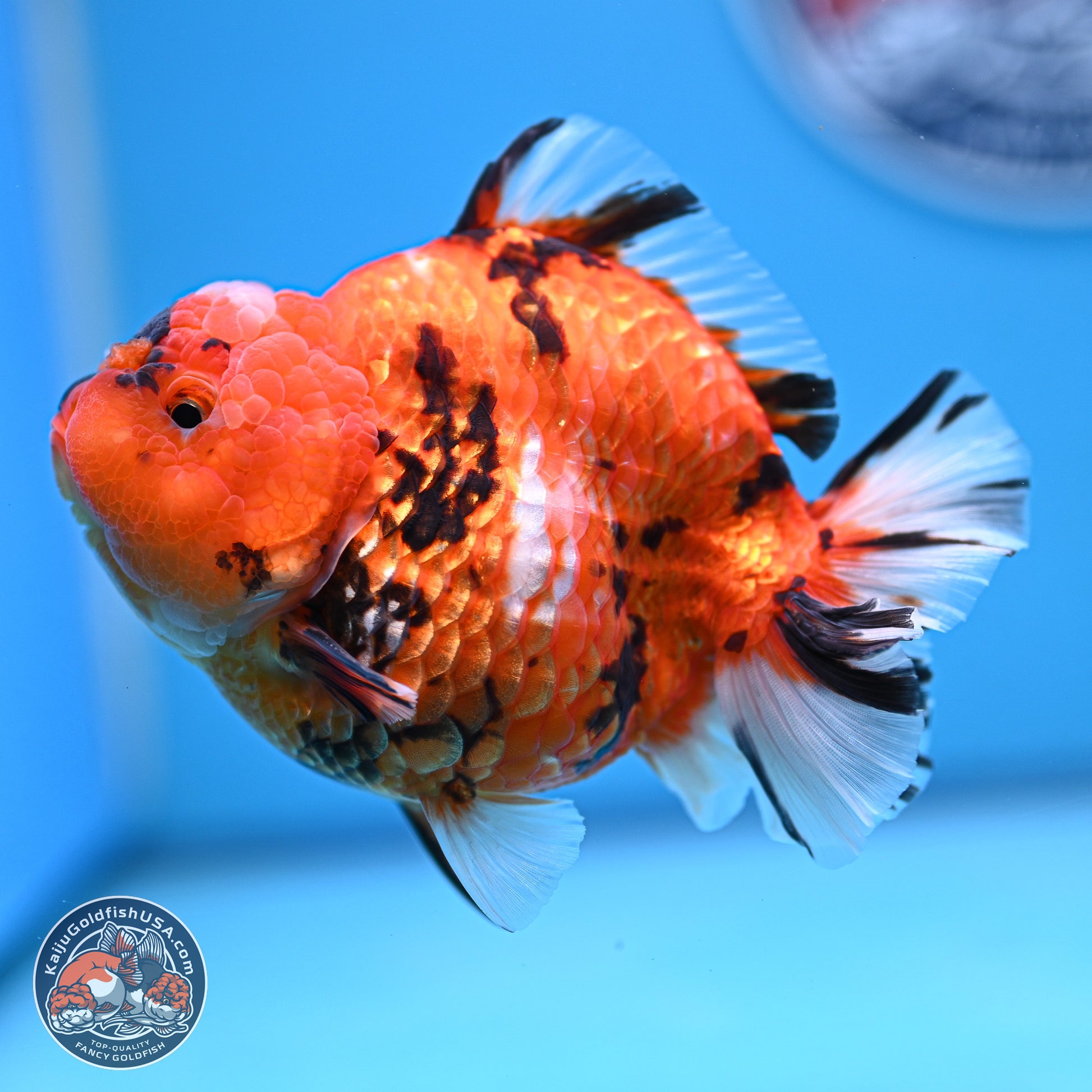 Tiger YuanBao Oranda 4-5 inches (240920_OR08) - Kaiju Goldfish USA