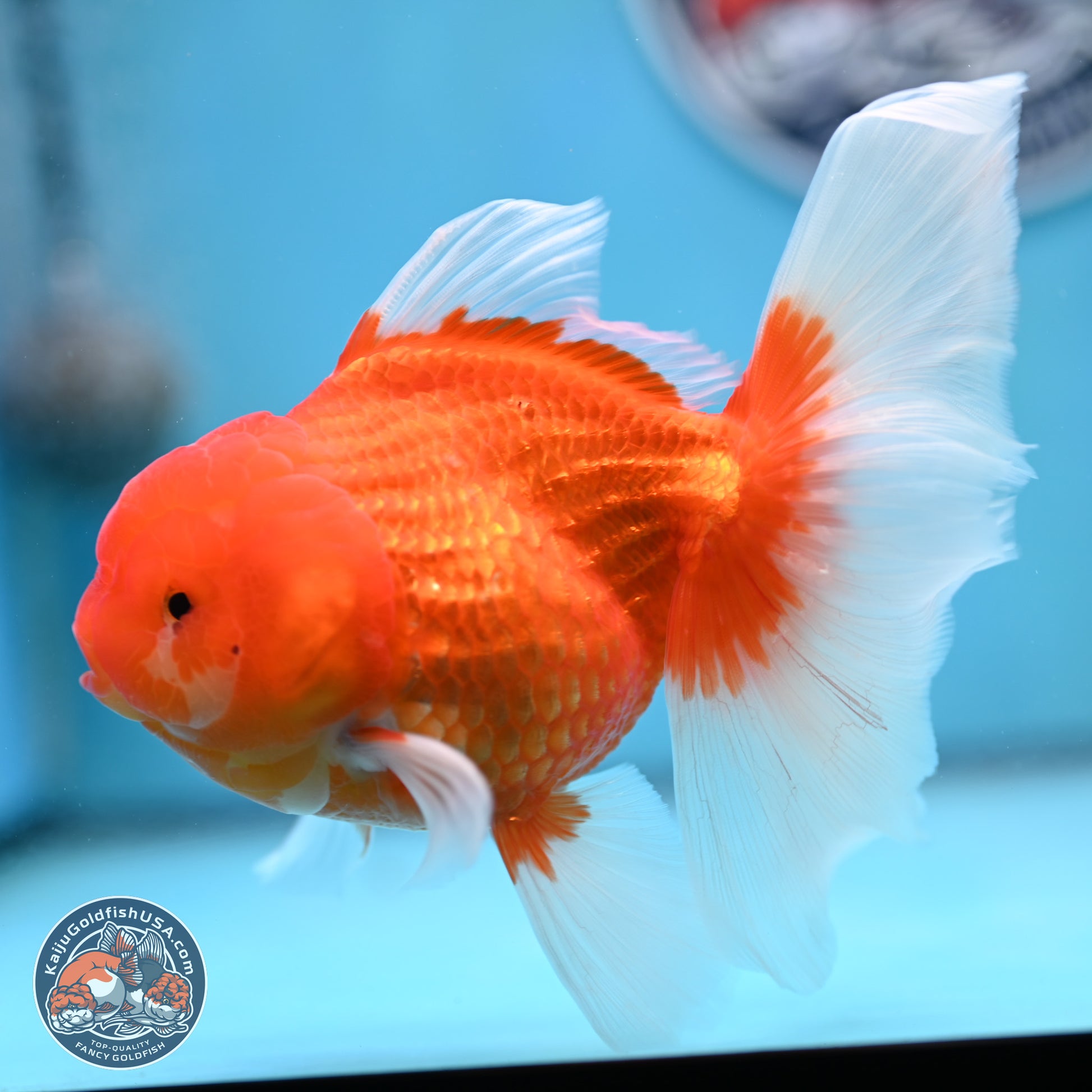 Red White Rose Tail Oranda 4-6 inches (240906_OR08) - Kaiju Goldfish USA