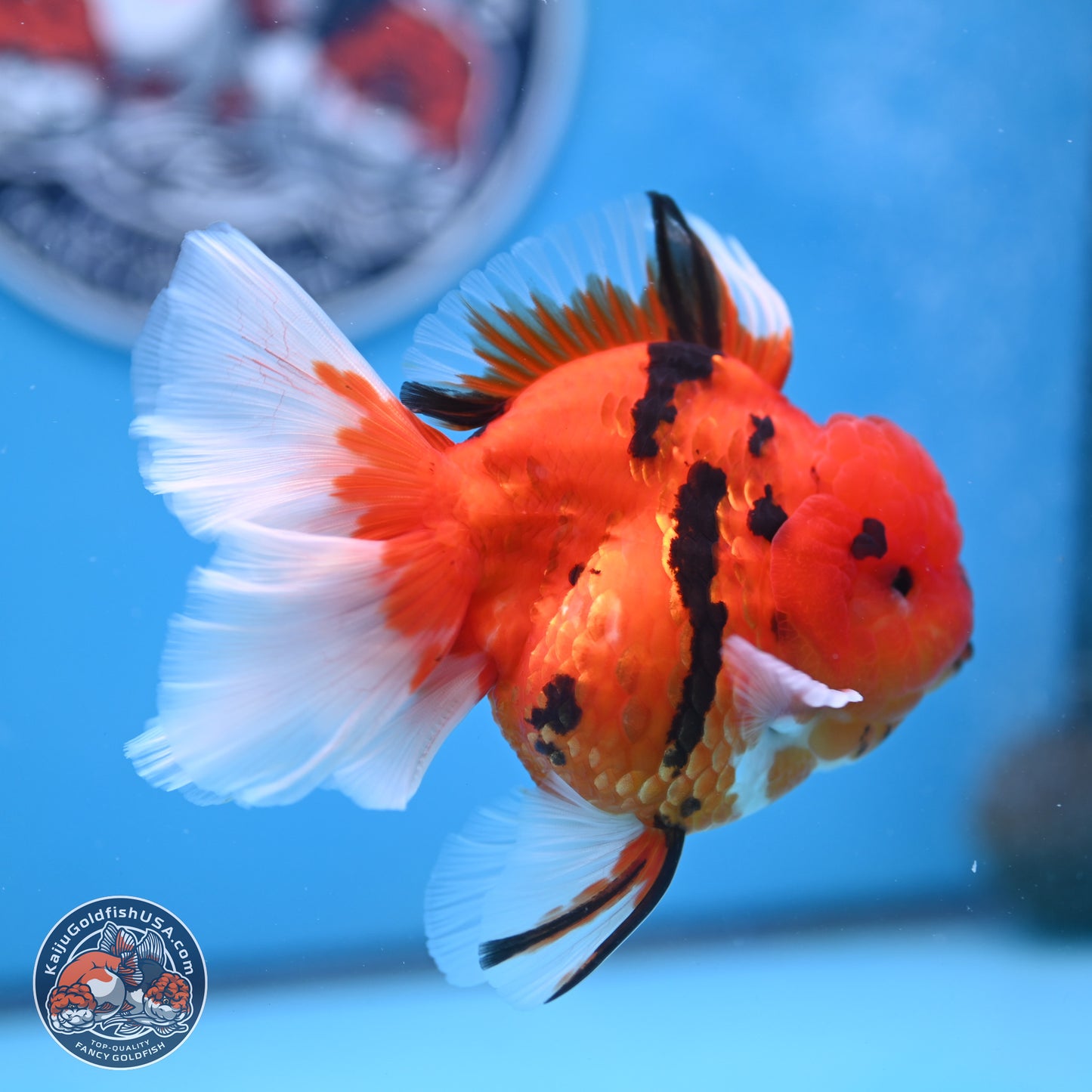 Tiger Rose Tail Oranda 3.5 inches Body - Male (250307_OR08)