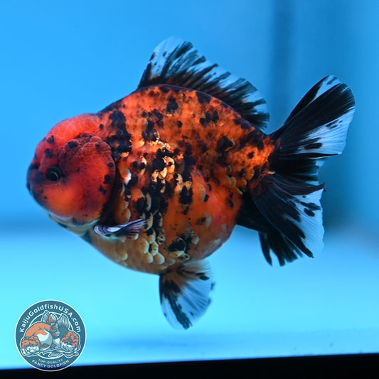 Shogun Tiger Oranda 3.5 inches Body (250530_OR08)
