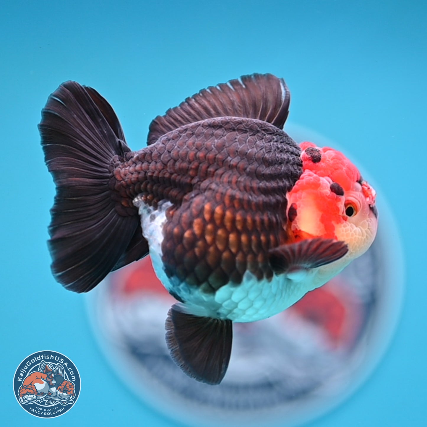 Tricolor YuanBao Oranda 3.25 inches Body - Male (250103_OR08) - Kaiju Goldfish USA