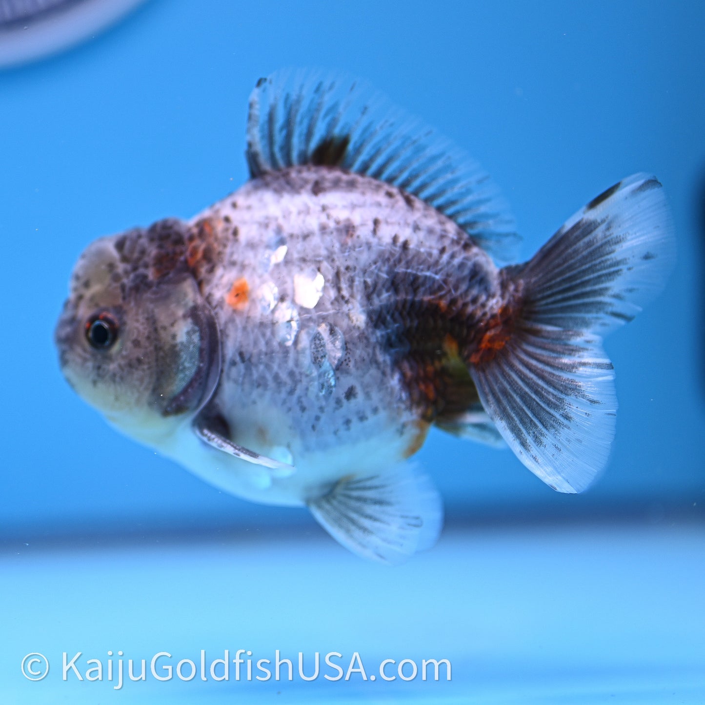 Shogun Godzilla Blue Based Oranda 3.25in Body (240726_OR08) - Kaiju Goldfish USA