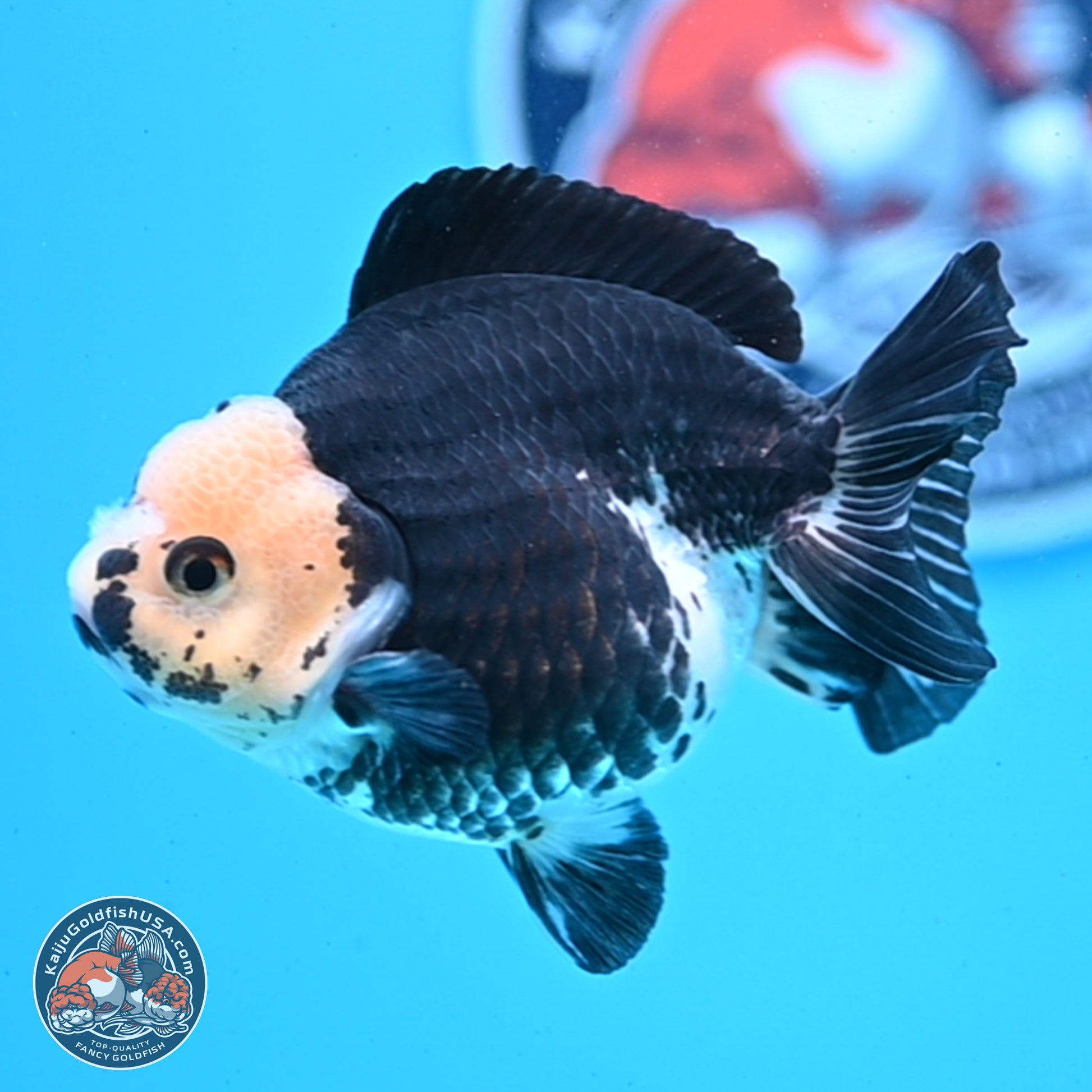 Panda YuanBao Oranda 3.5in Body (240830_OR08) - Kaiju Goldfish USA