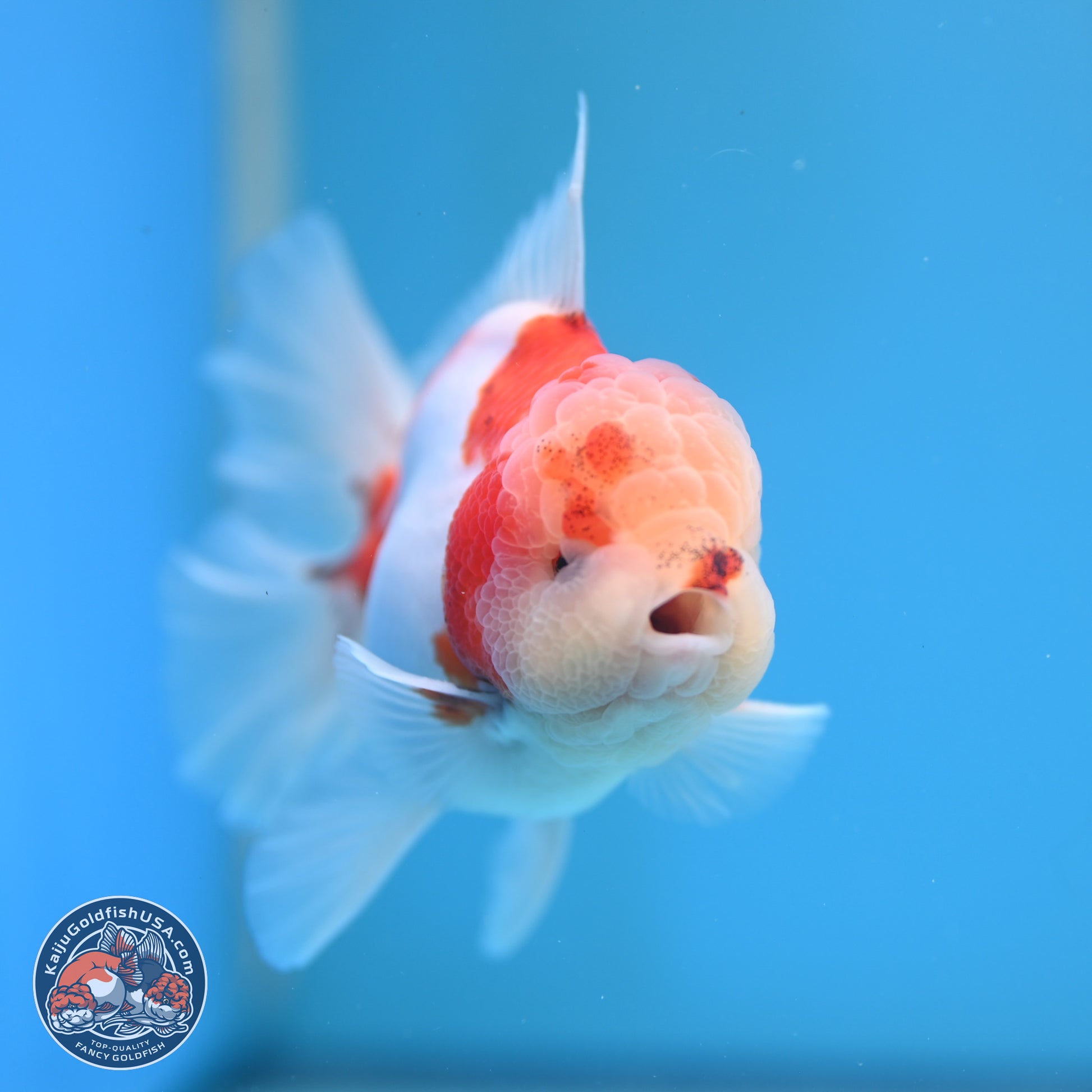 Sakura Rose Tail Oranda 4.5 inches (241025_OR08) - Kaiju Goldfish USA