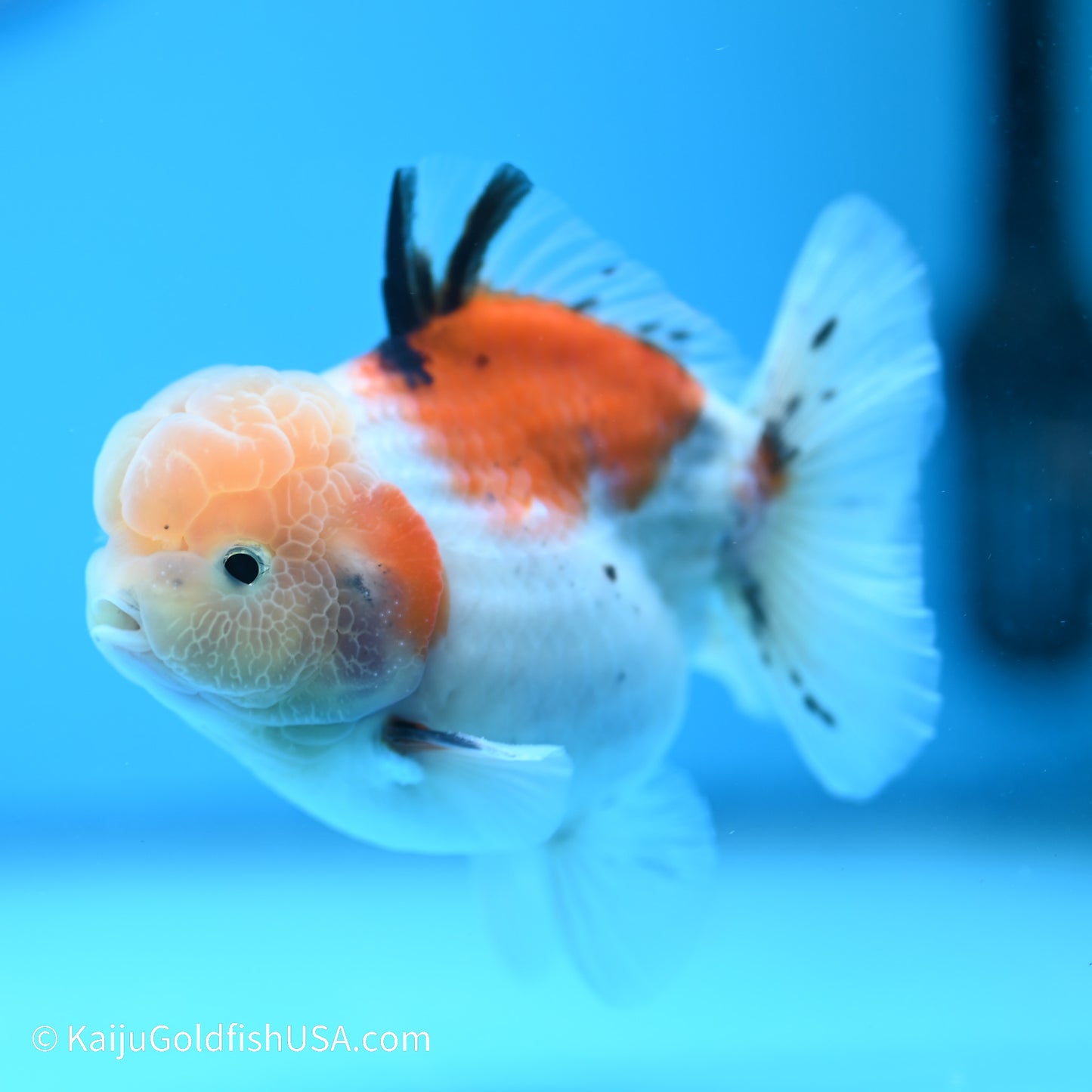 Tricolor Sakura YuanBao Oranda 3.5in Body (240524_OR08) - Kaiju Goldfish USA