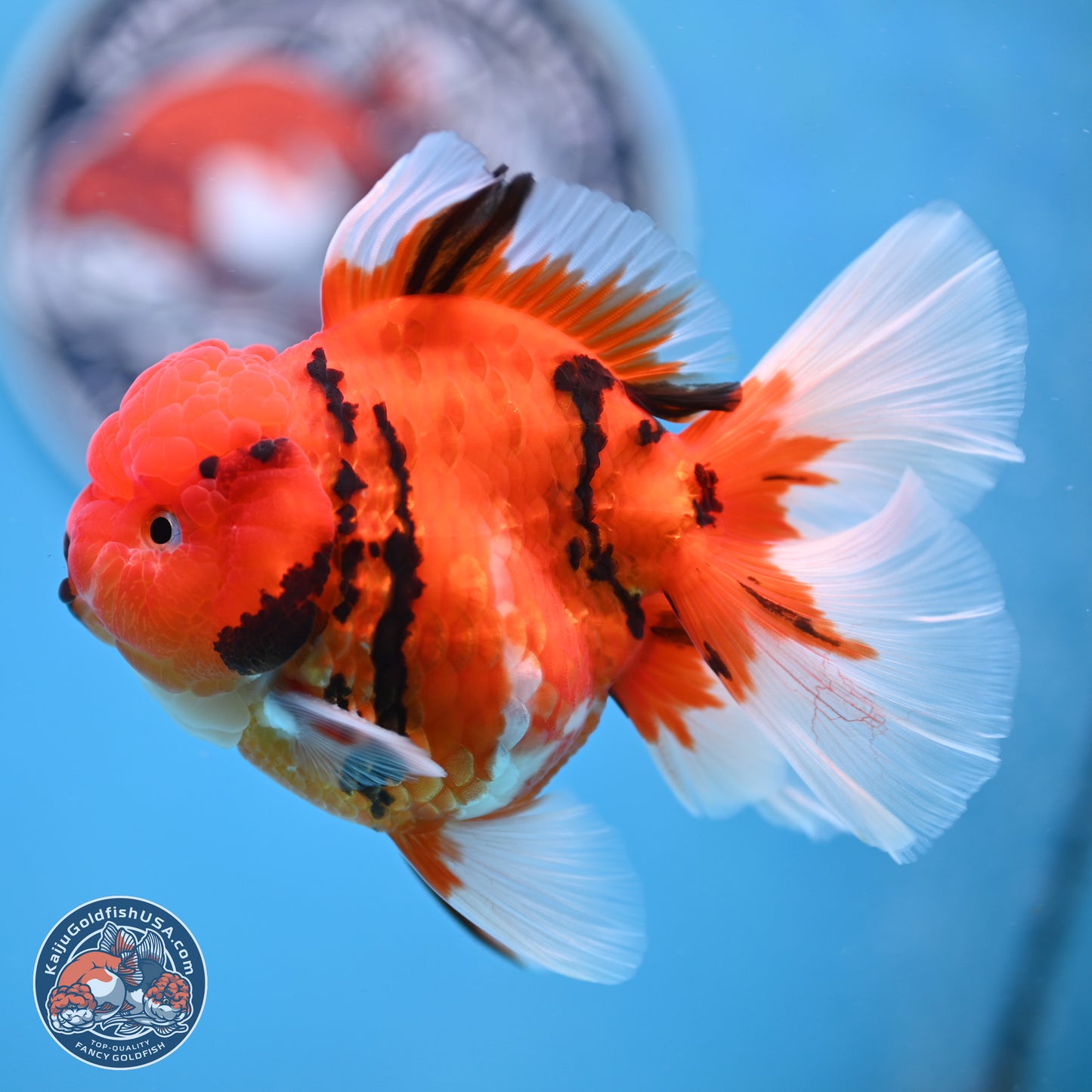 Tiger Rose Tail Oranda 3.5 inches Body - Male (250307_OR08)