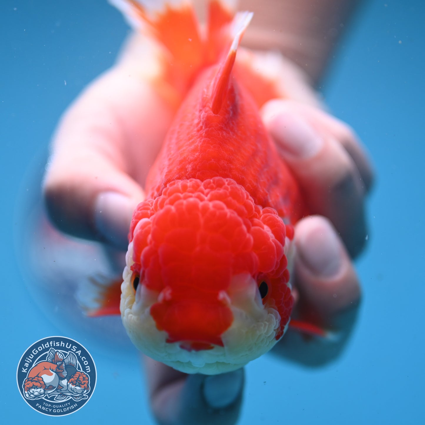 Red White Oranda 4 inch Body (250919_OR08)