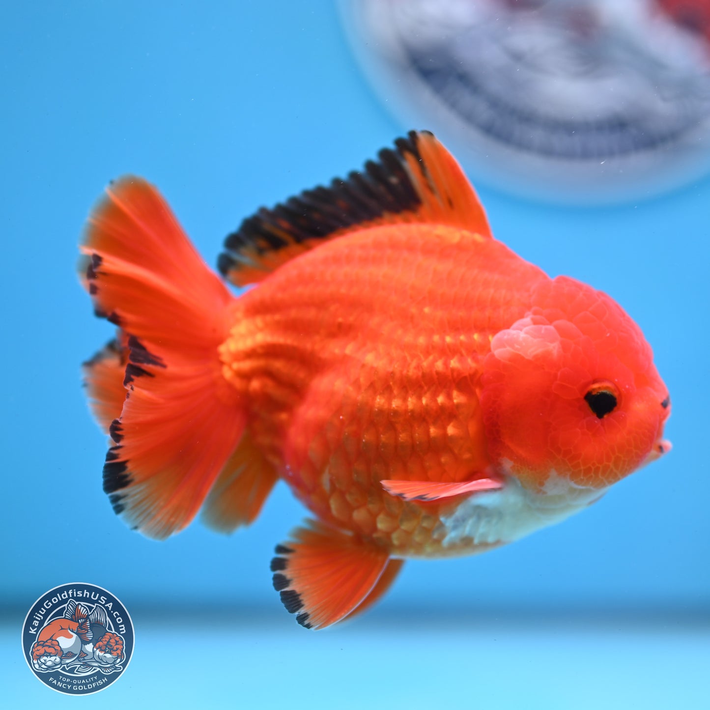 Apache YuanBao Oranda 3.5 inches Body - Male (250228_OR08)