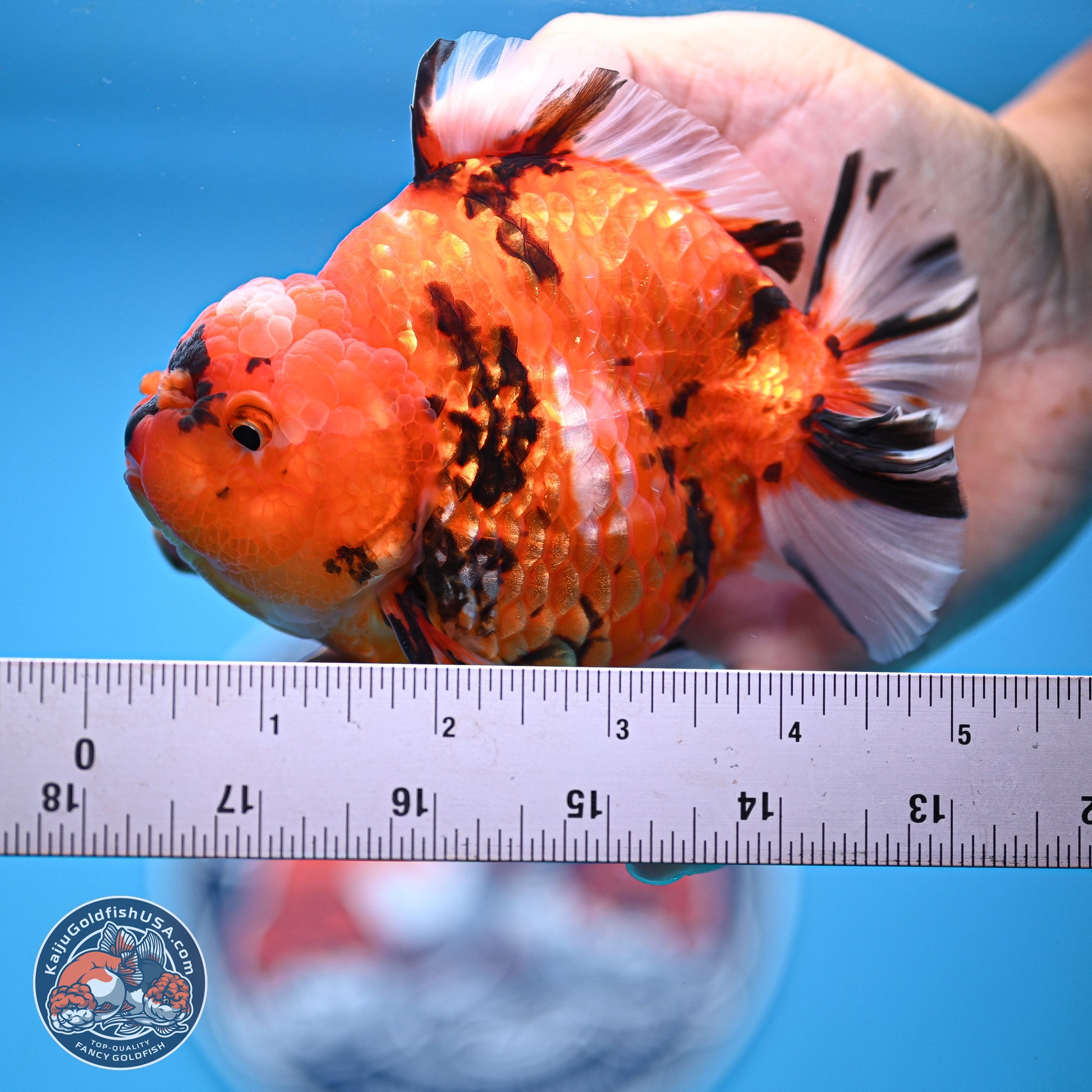 Tiger YuanBao Oranda 4-5 inches (240920_OR08) - Kaiju Goldfish USA