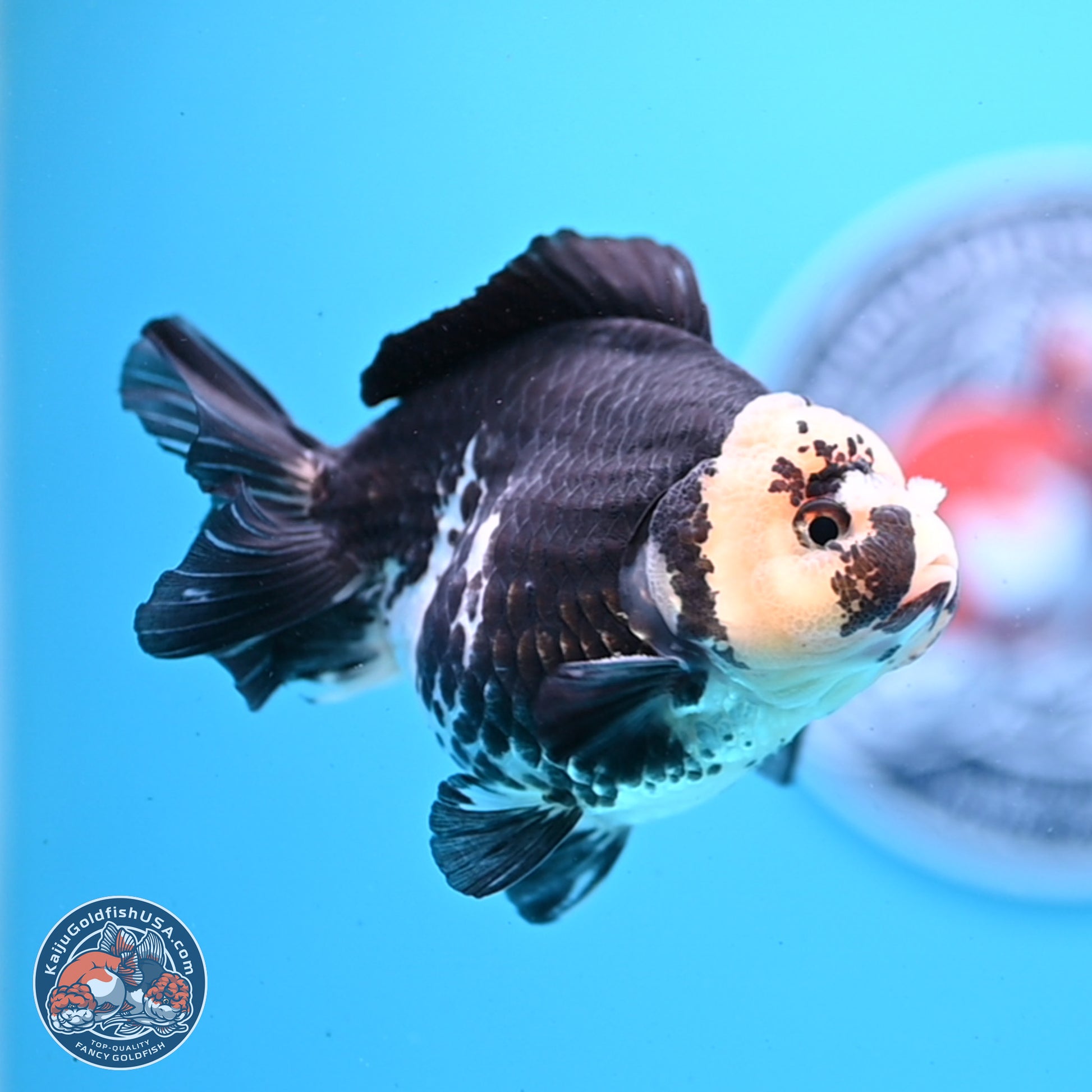 Panda YuanBao Oranda 3.5in Body (240830_OR08) - Kaiju Goldfish USA