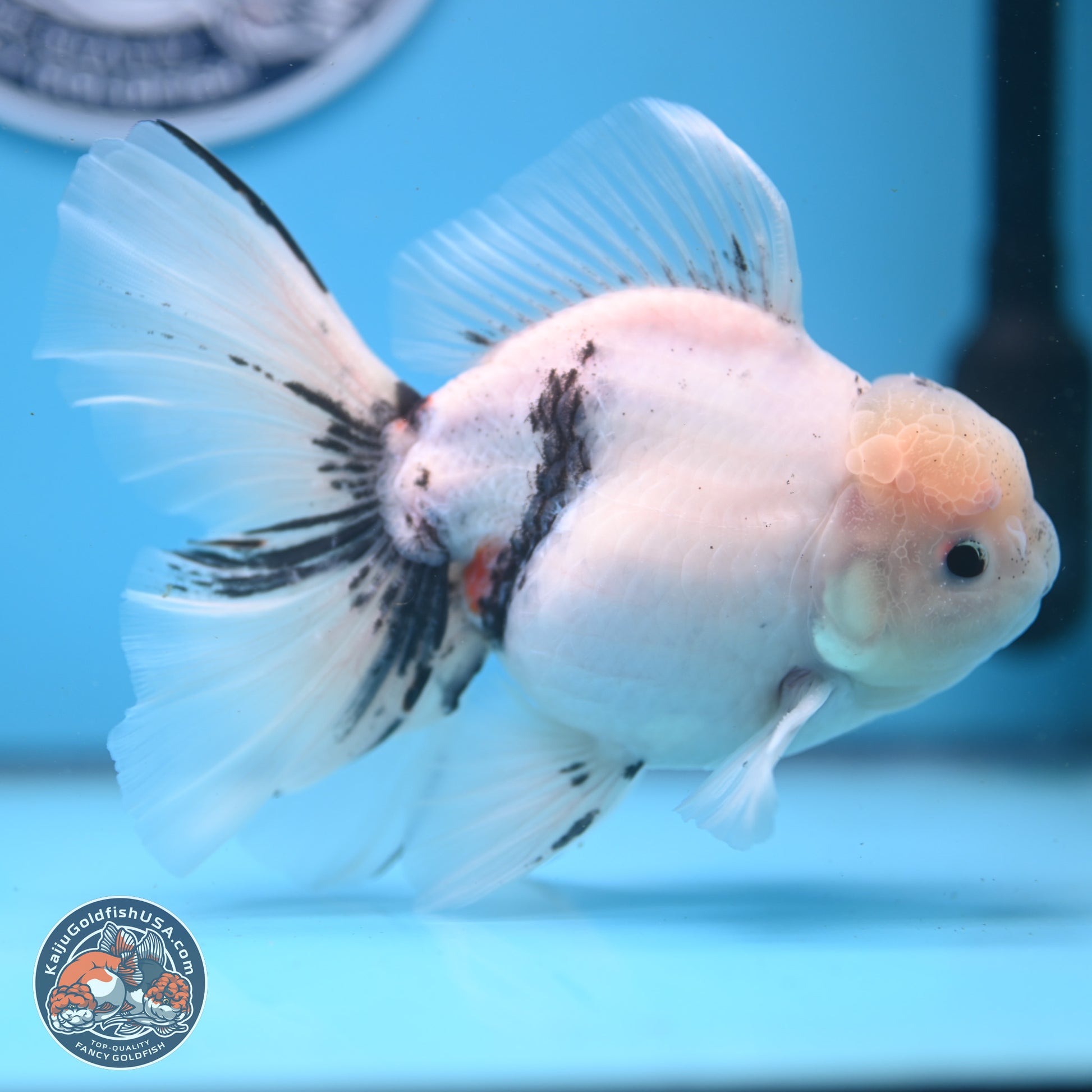 Calico Rose Tail Oranda 6.5 inches - Male (241122_OR08) - Kaiju Goldfish USA