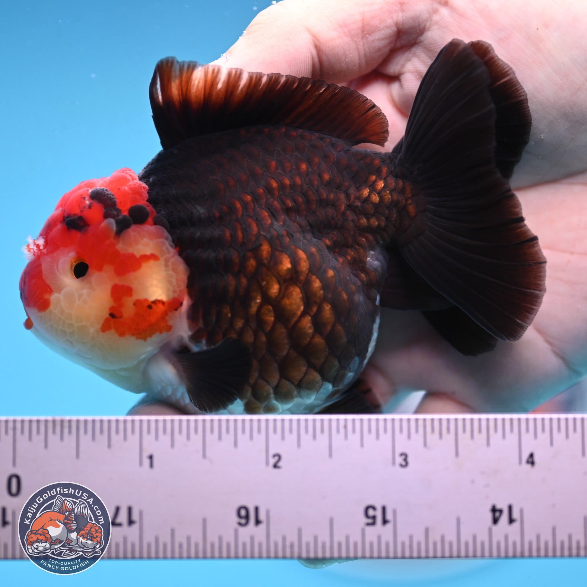 Tricolor YuanBao Oranda 3.25 inches Body - Male (250103_OR08) - Kaiju Goldfish USA