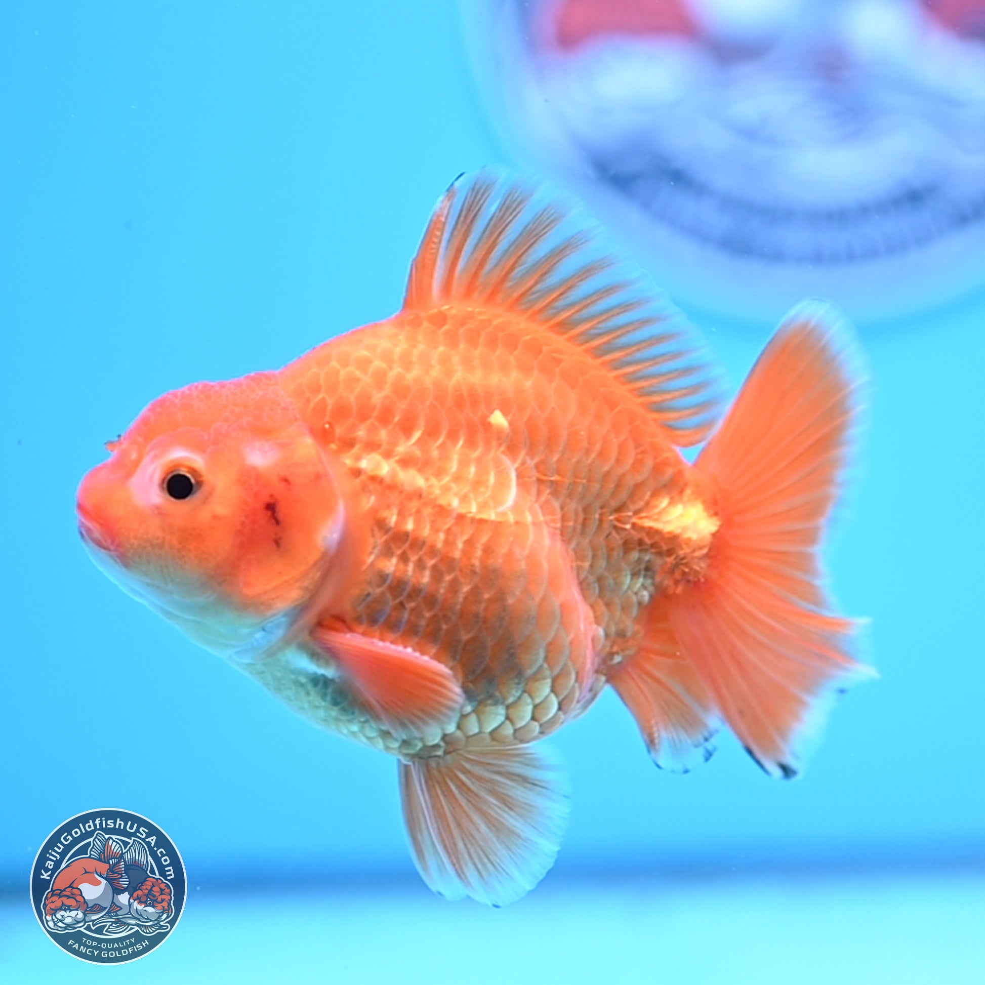 Shogun Classic Gold Broad Tail Oranda 3.5in Body (240802_OR08) - Kaiju Goldfish USA