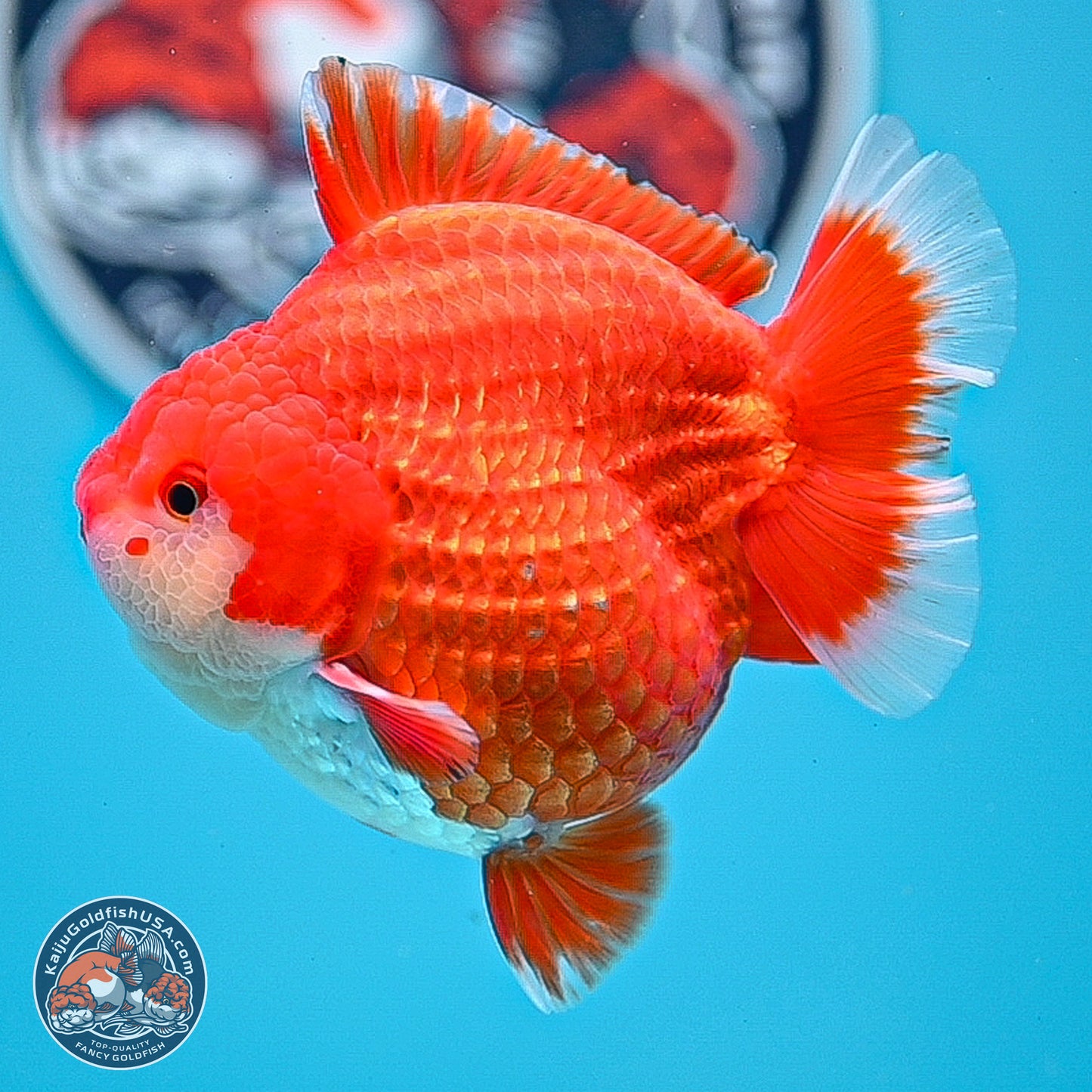 Red White YuanBao Oranda 3.5 inches Body - Male (250214_OR08)