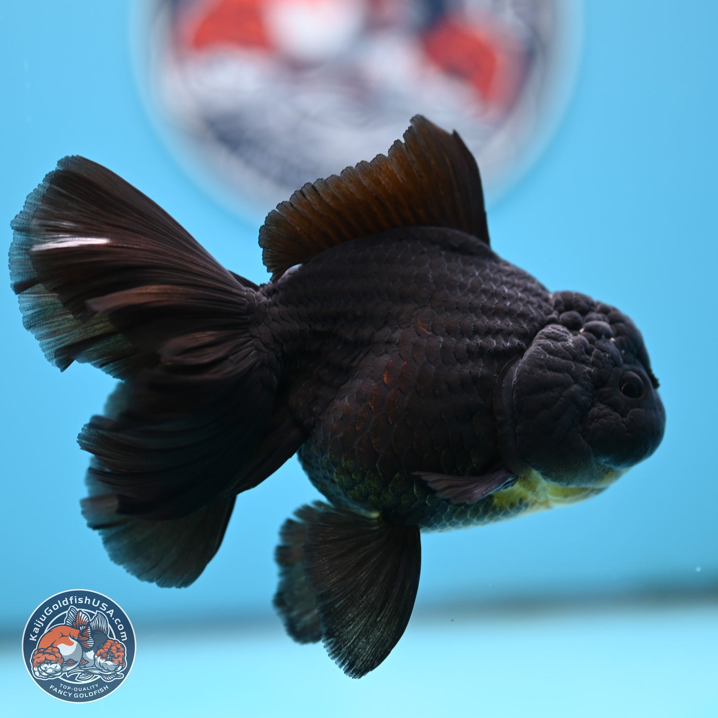 Black Rose Tail Oranda 3.5 inches Body - Male (250404_OR08)