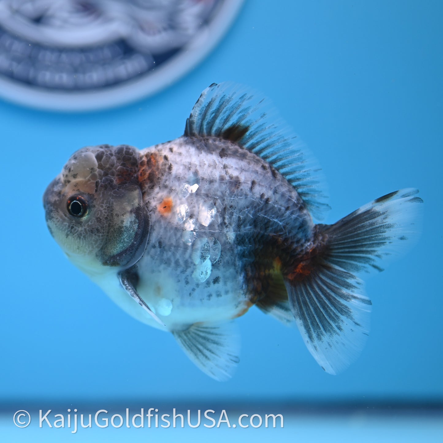 Shogun Godzilla Blue Based Oranda 3.25in Body (240726_OR08) - Kaiju Goldfish USA