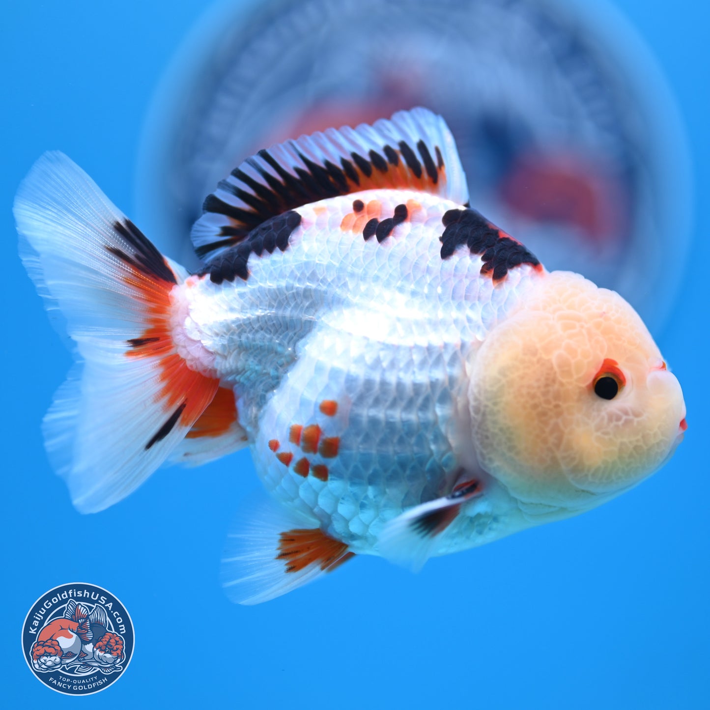 Tricolor Oranda 3.5-4.5 inches (241004_OR08) - Kaiju Goldfish USA