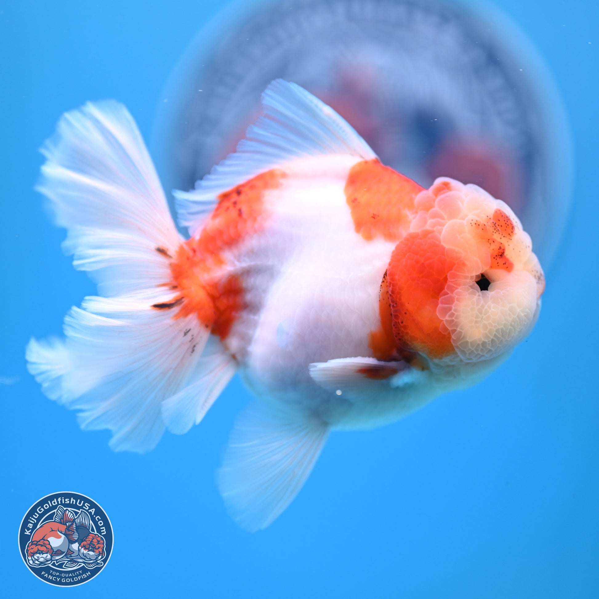 Sakura Rose Tail Oranda 4.5 inches (241025_OR08) - Kaiju Goldfish USA