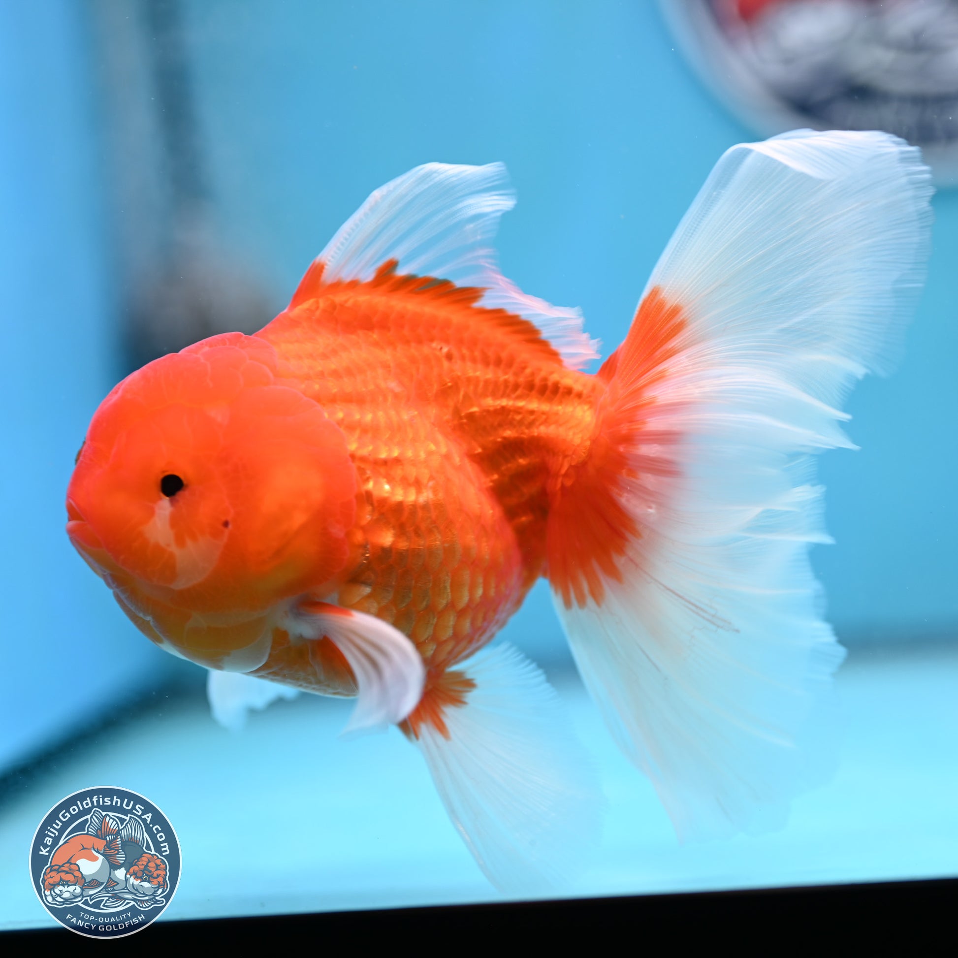 Red White Rose Tail Oranda 4-6 inches (240906_OR08) - Kaiju Goldfish USA