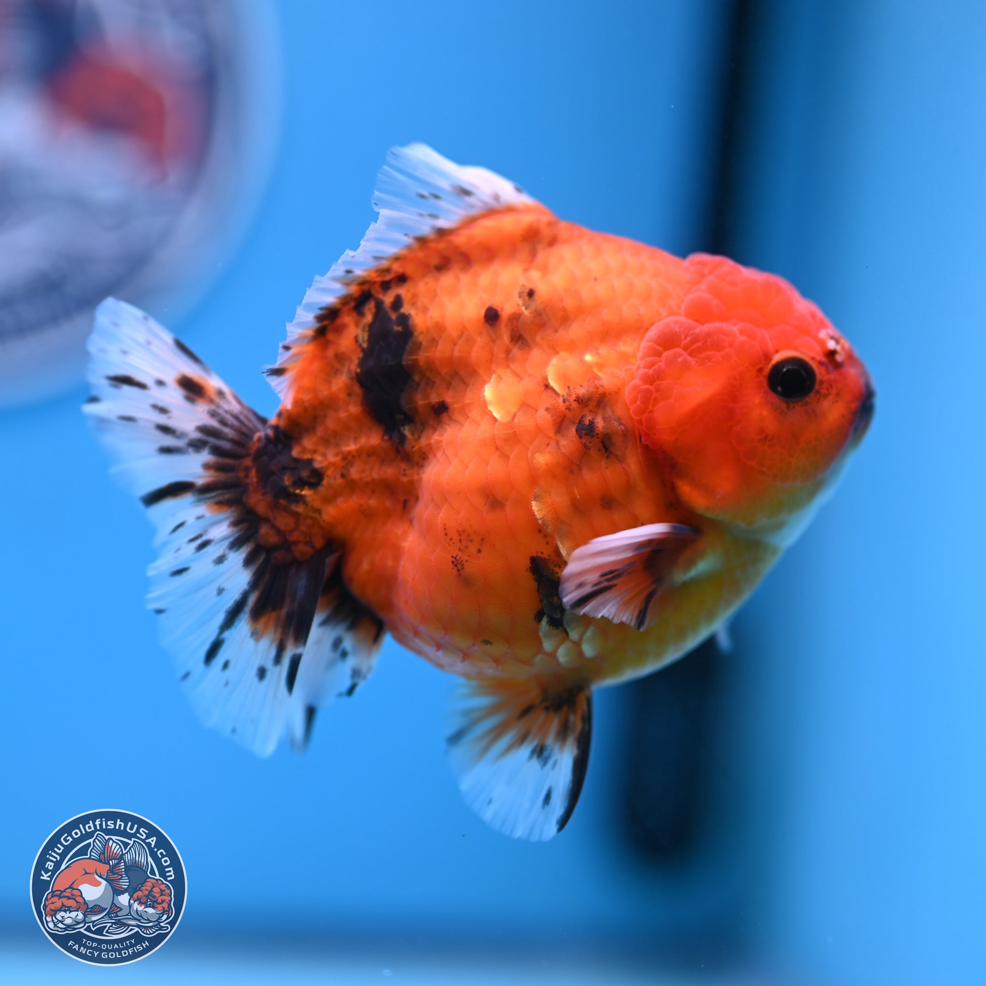 Shogun Tiger Oranda 3.75-4.5 in (241011_OR08) - Kaiju Goldfish USA