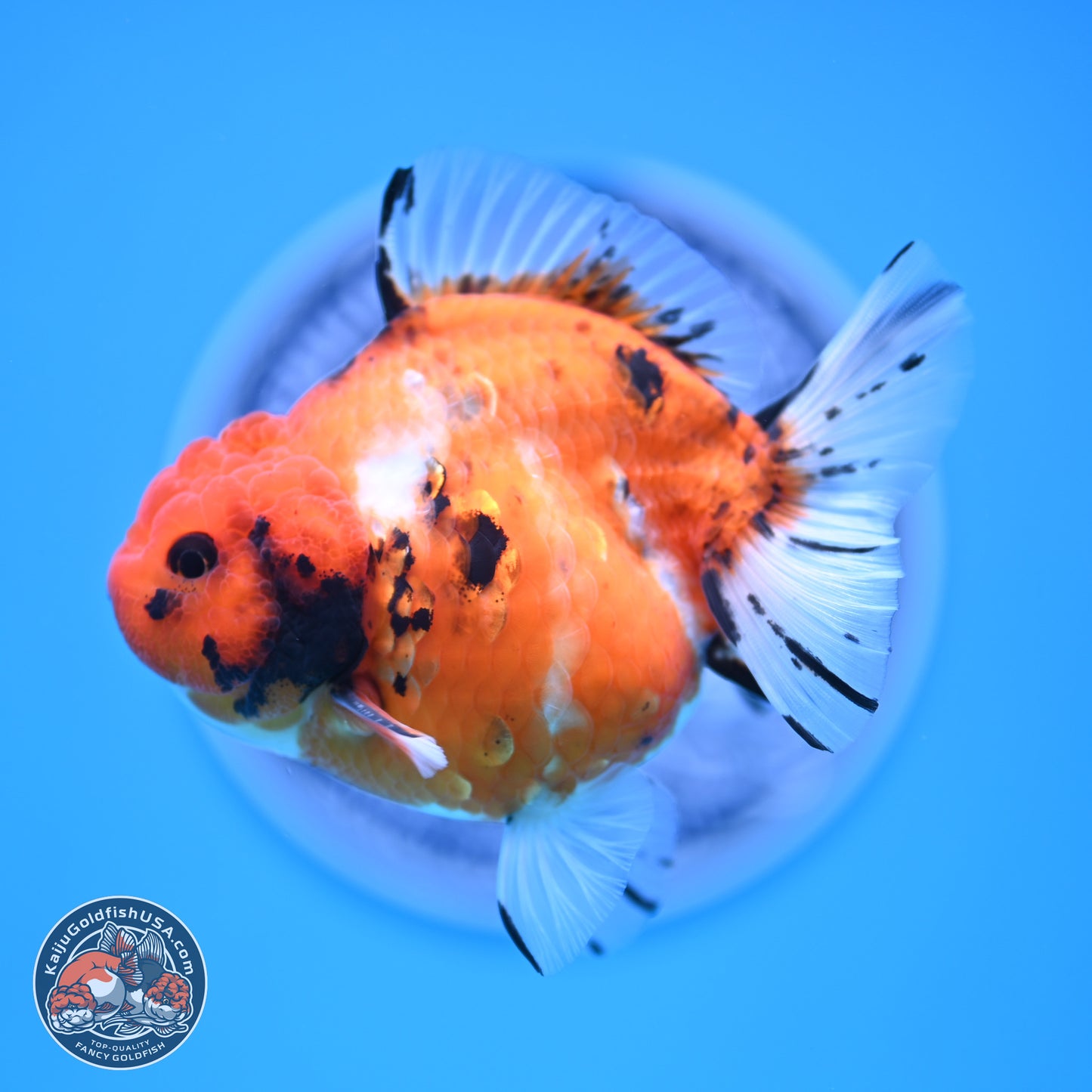 Shogun Tricolor Tiger YuanBao Oranda 3.5in Body (240816_OR08) - Kaiju Goldfish USA