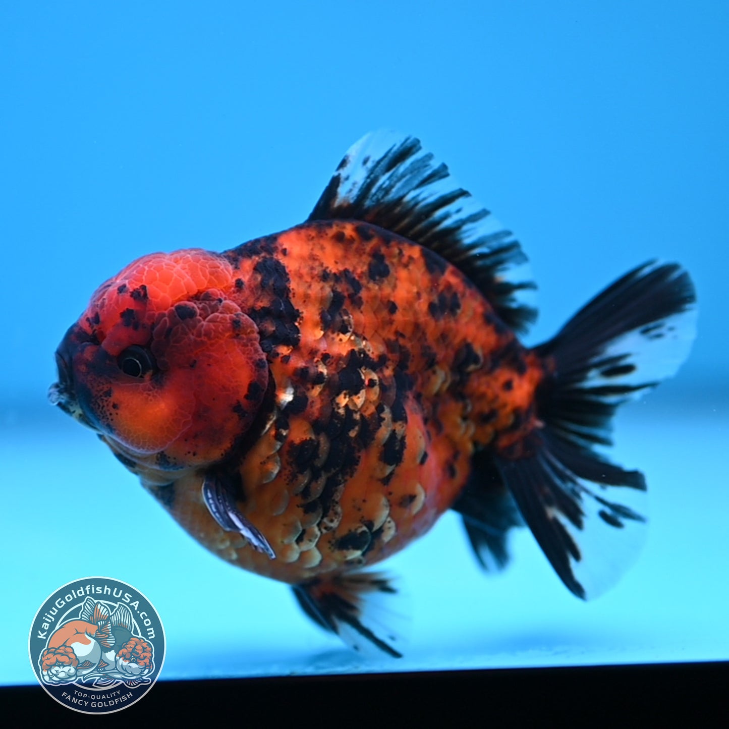 Shogun Tiger Oranda 3.5 inches Body (250530_OR08)