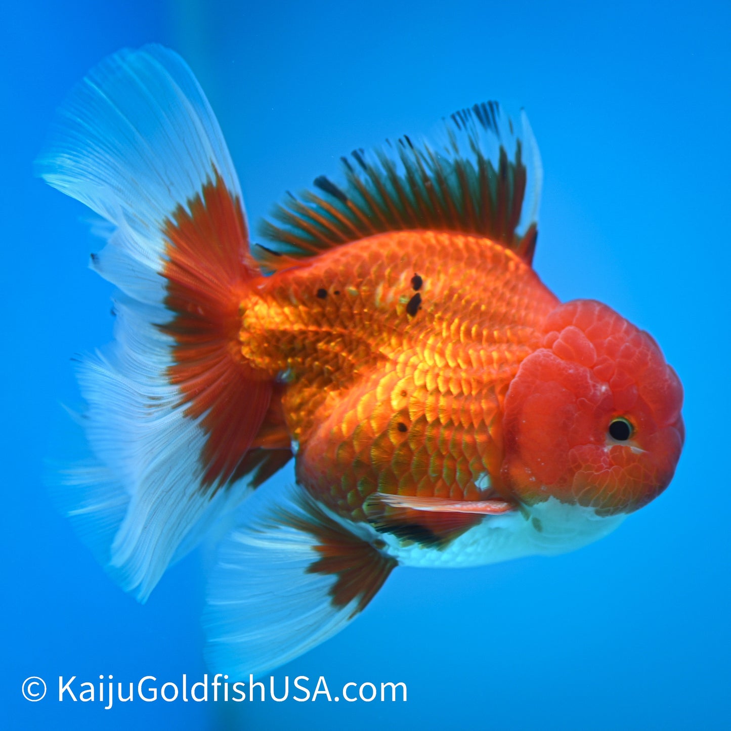 Rose Tail Red White Oranda 4-4.5 inches (240322_OR8) - Kaiju Goldfish USA