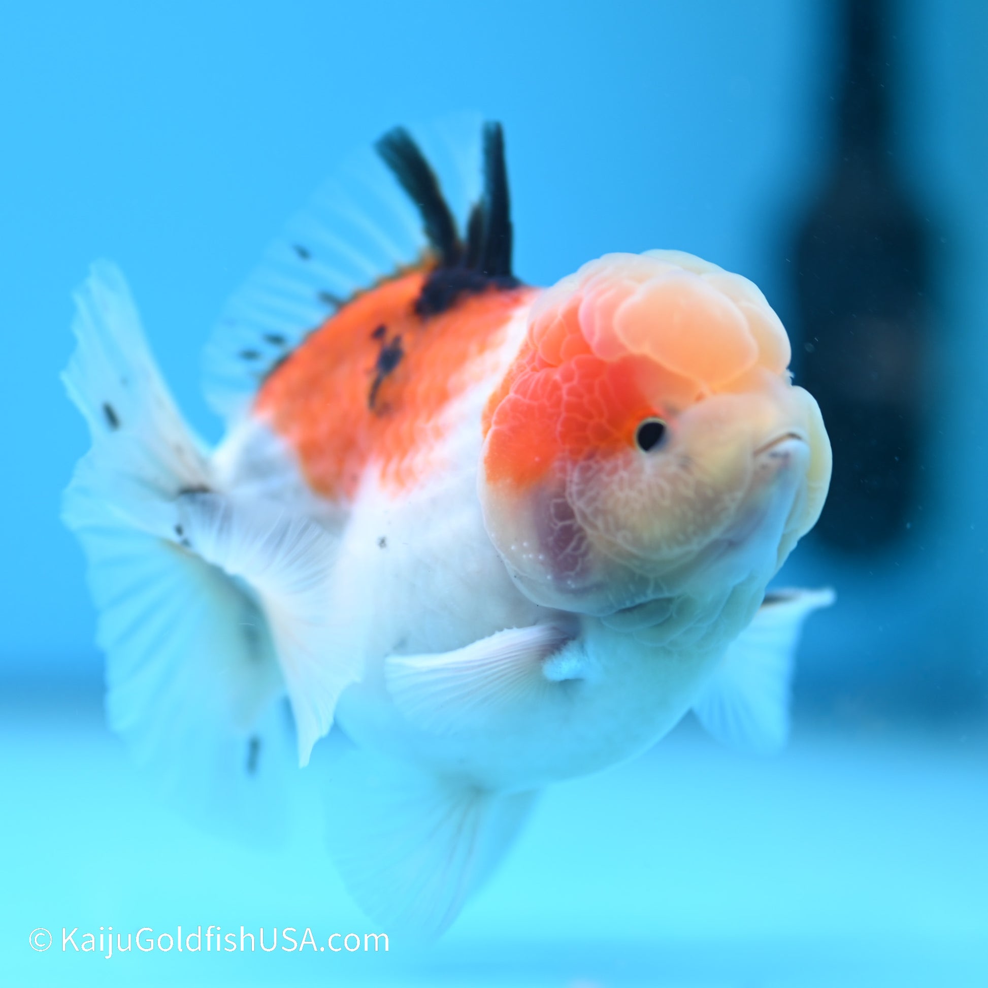 Tricolor Sakura YuanBao Oranda 3.5in Body (240524_OR08) - Kaiju Goldfish USA