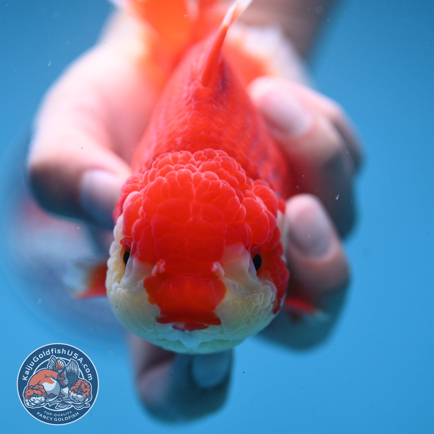 Red White Oranda 4 inch Body (250919_OR08)