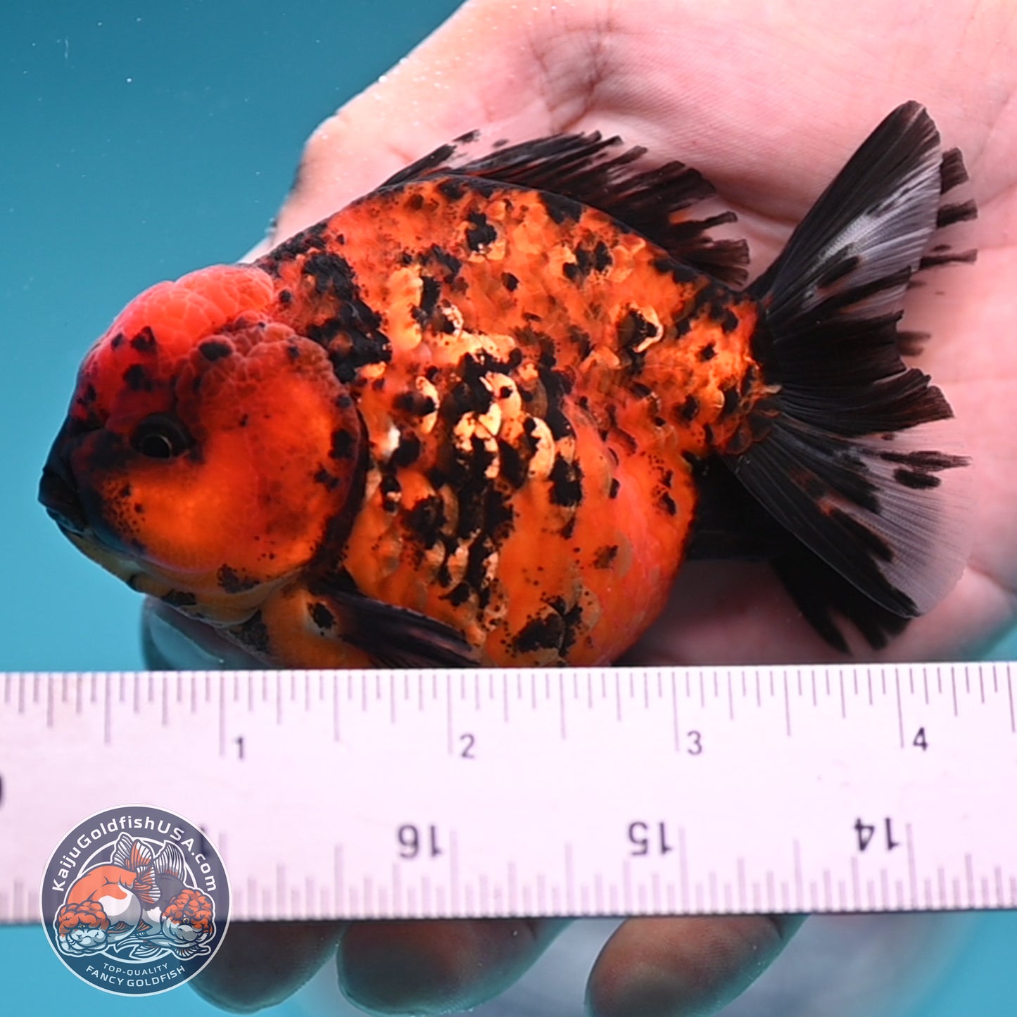 Shogun Tiger Oranda 3.5 inches Body (250530_OR08)