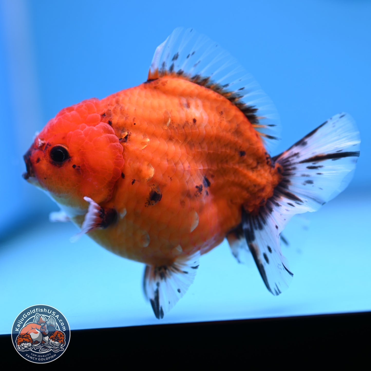 Shogun Tiger Oranda 3.75-4.5 in (241011_OR08) - Kaiju Goldfish USA