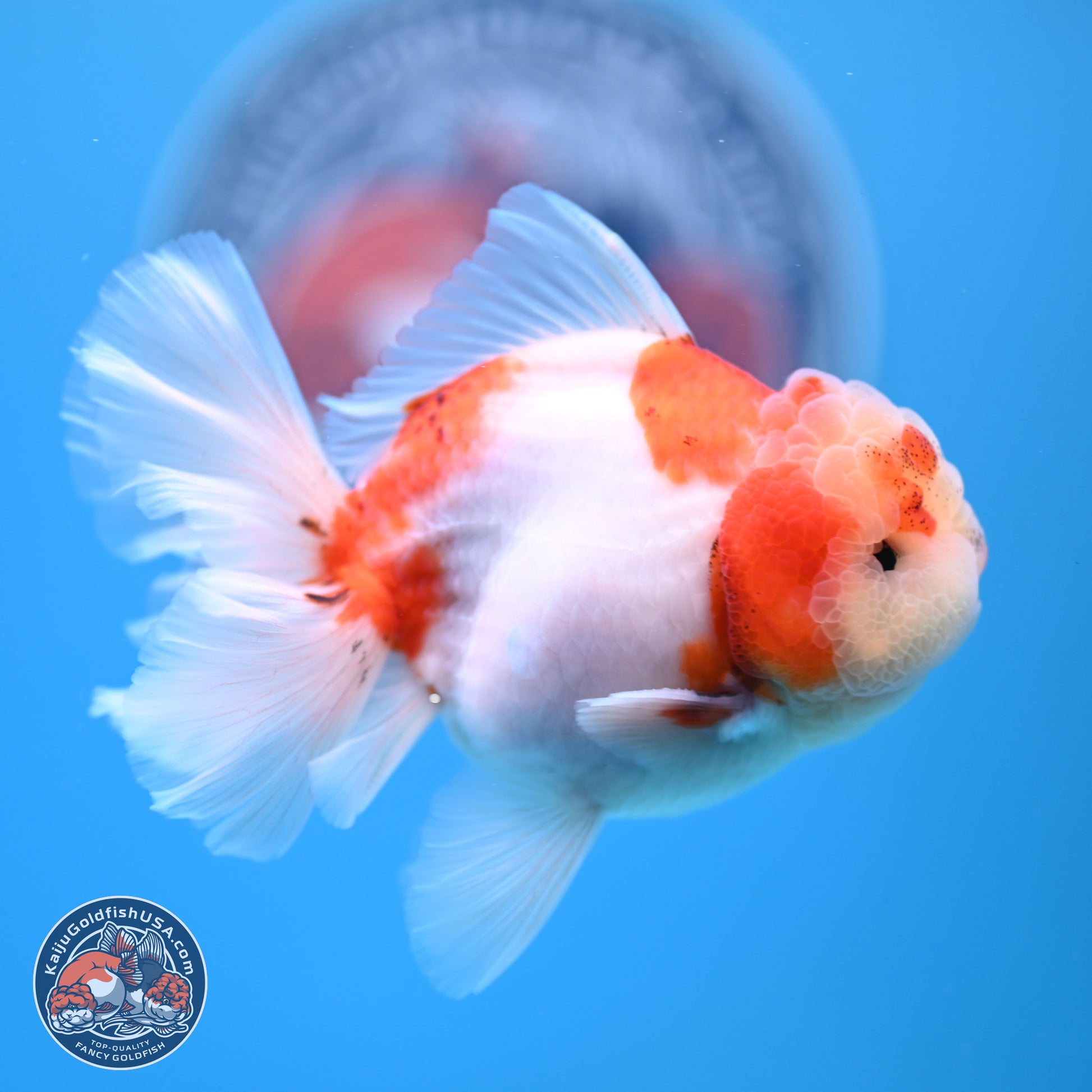 Sakura Rose Tail Oranda 4.5 inches (241025_OR08) - Kaiju Goldfish USA