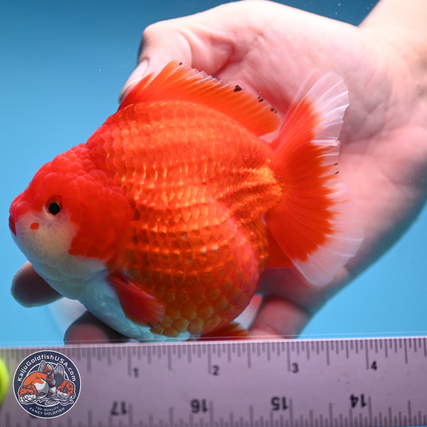 Red White YuanBao Oranda 3.5 inches Body - Male (250214_OR08)