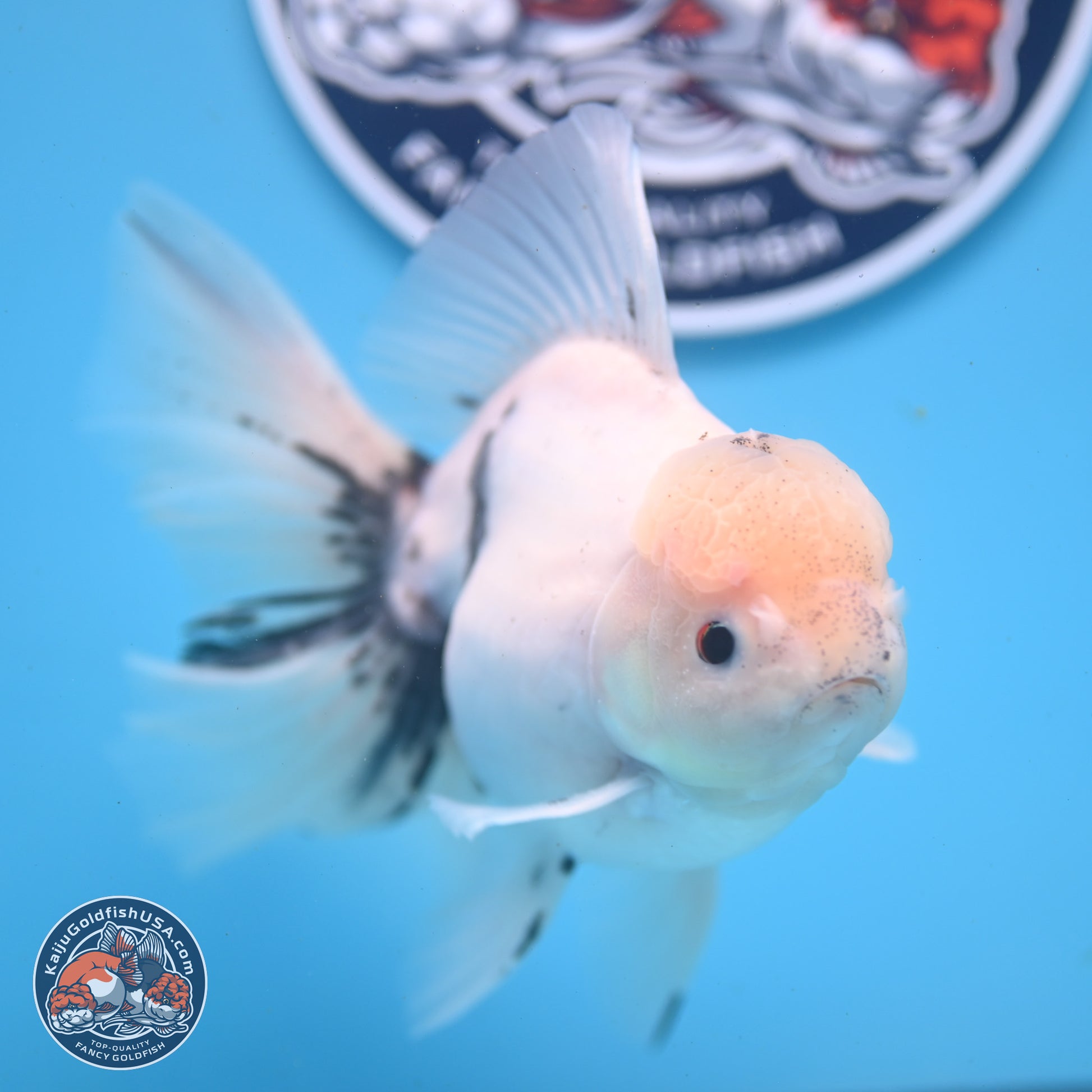 Calico Rose Tail Oranda 6.5 inches - Male (241122_OR08) - Kaiju Goldfish USA