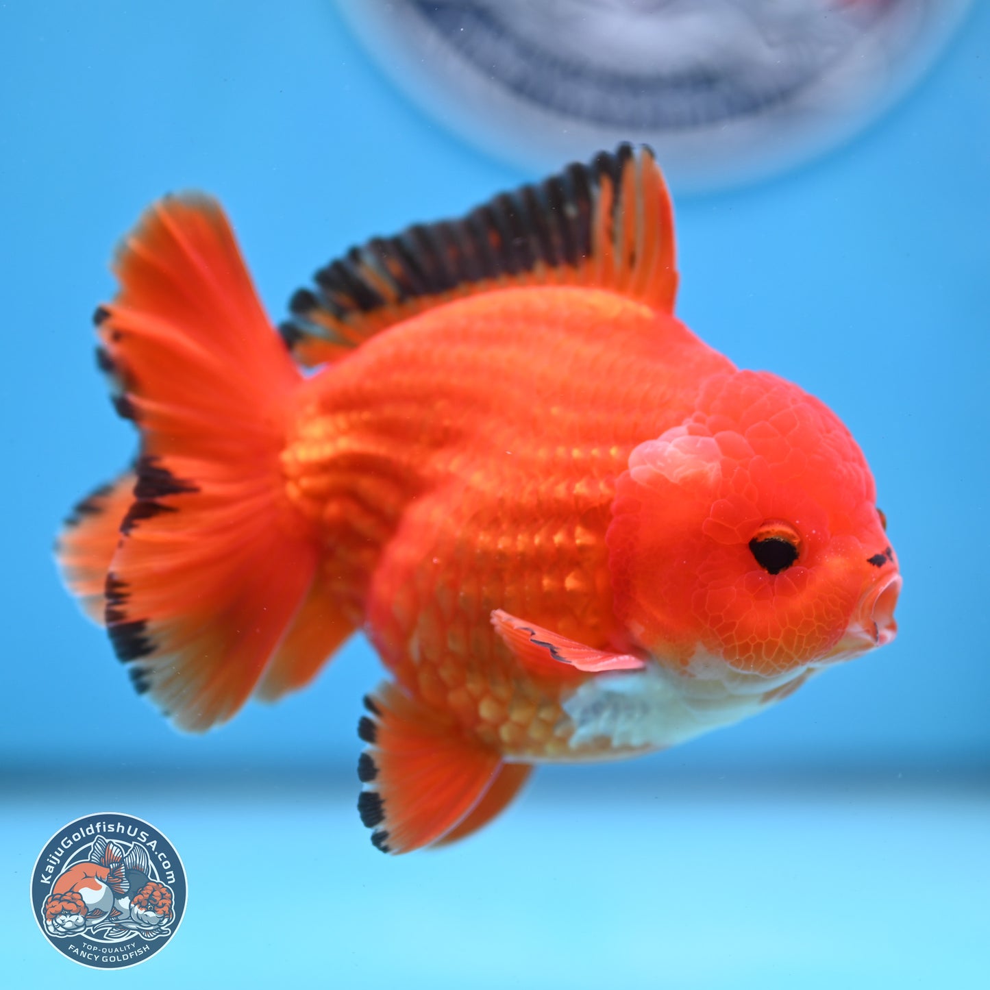 Apache YuanBao Oranda 3.5 inches Body - Male (250228_OR08)