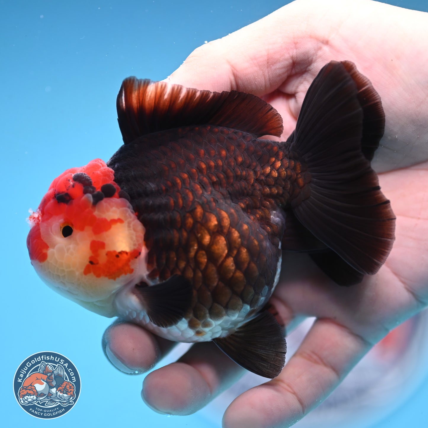 Tricolor YuanBao Oranda 3.25 inches Body - Male (250103_OR08) - Kaiju Goldfish USA