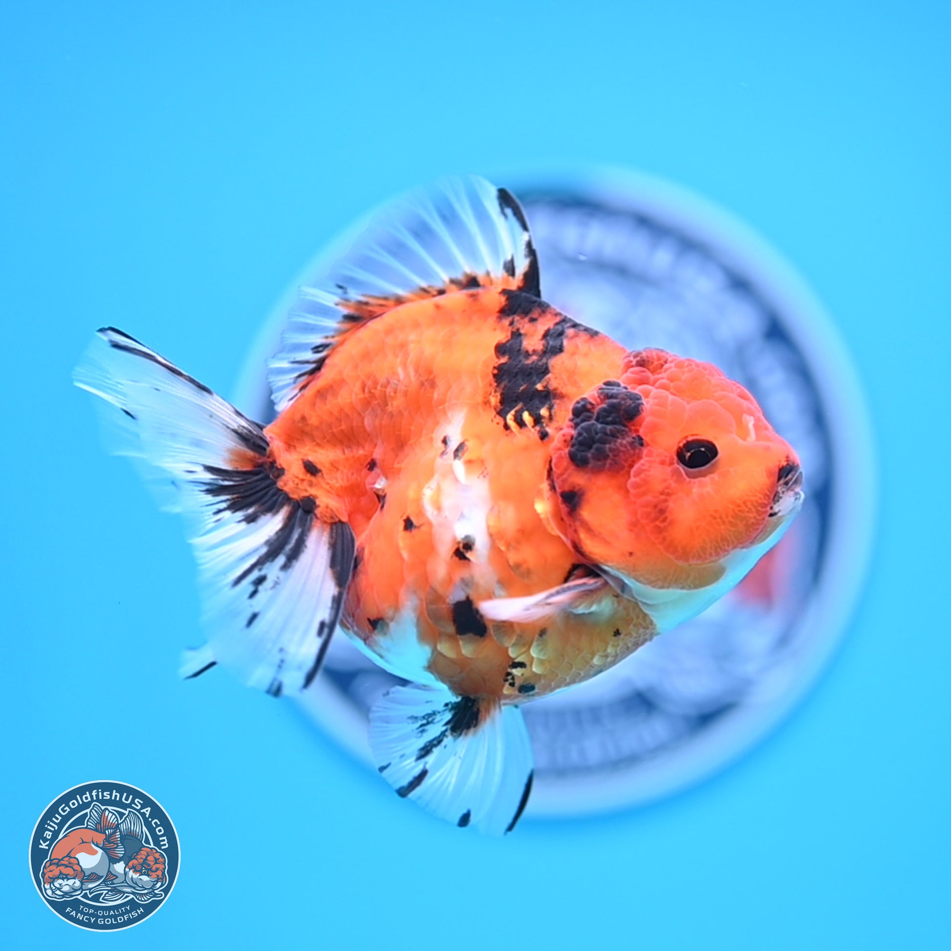 Shogun Tricolor Tiger YuanBao Oranda 3.5in Body (240816_OR08) - Kaiju Goldfish USA