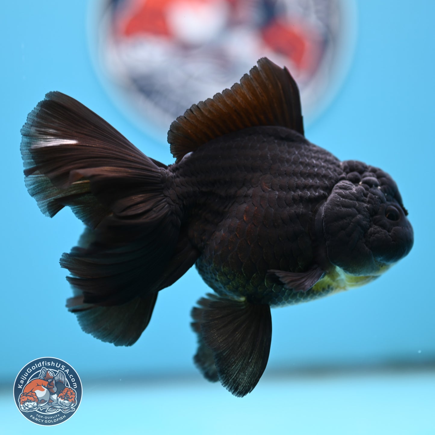 Black Rose Tail Oranda 3.5 inches Body - Male (250404_OR08)