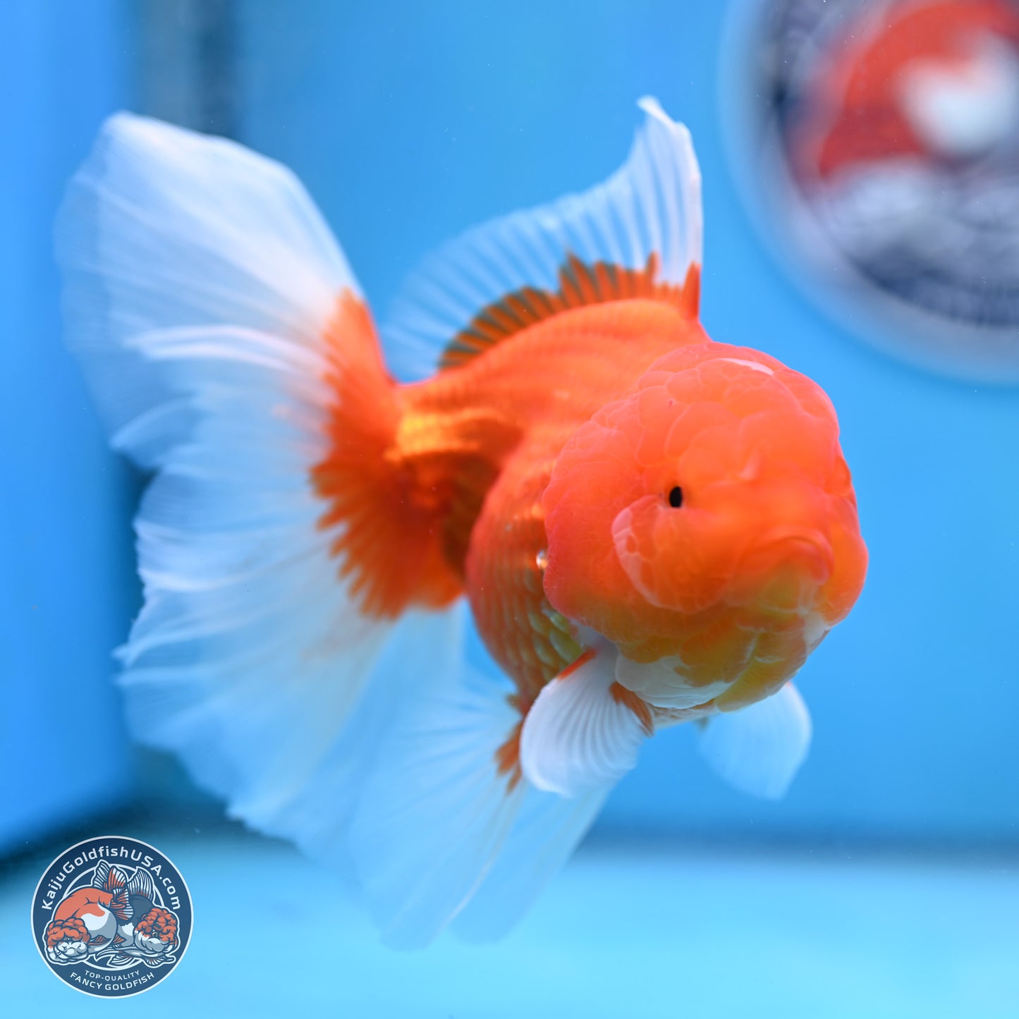 Red White Rose Tail Oranda 4-6 inches (240906_OR08) - Kaiju Goldfish USA