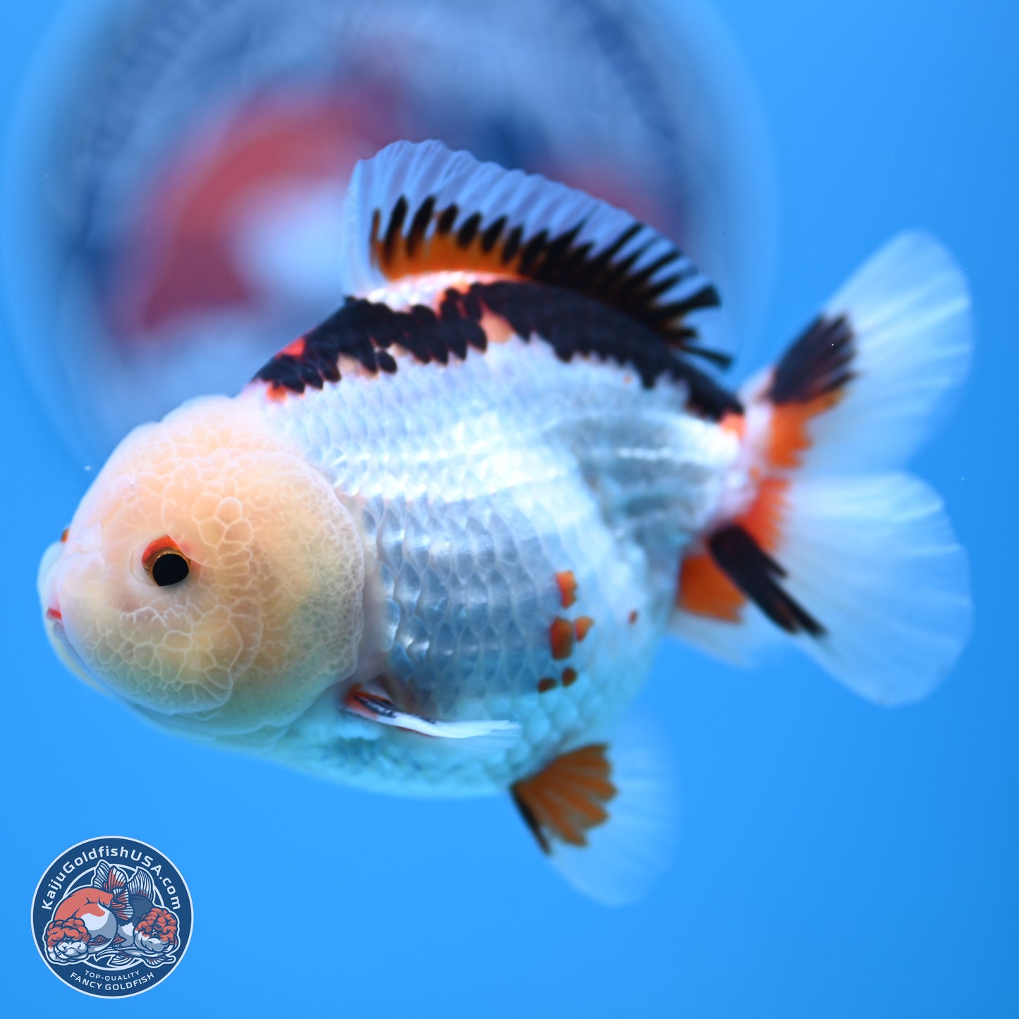 Tricolor Oranda 3.5-4.5 inches (241004_OR08) - Kaiju Goldfish USA