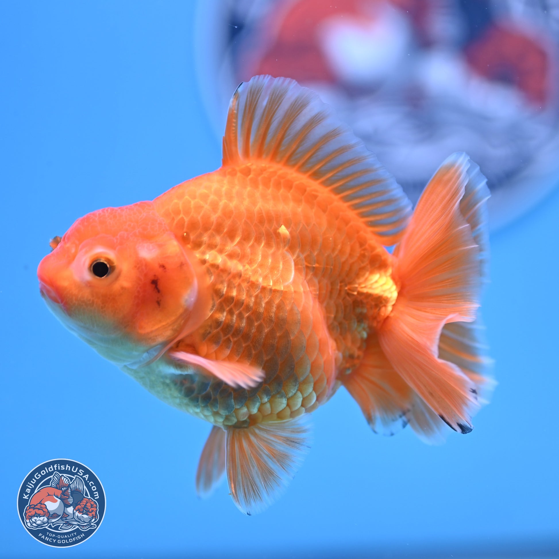 Shogun Classic Gold Broad Tail Oranda 3.5in Body (240802_OR08) - Kaiju Goldfish USA