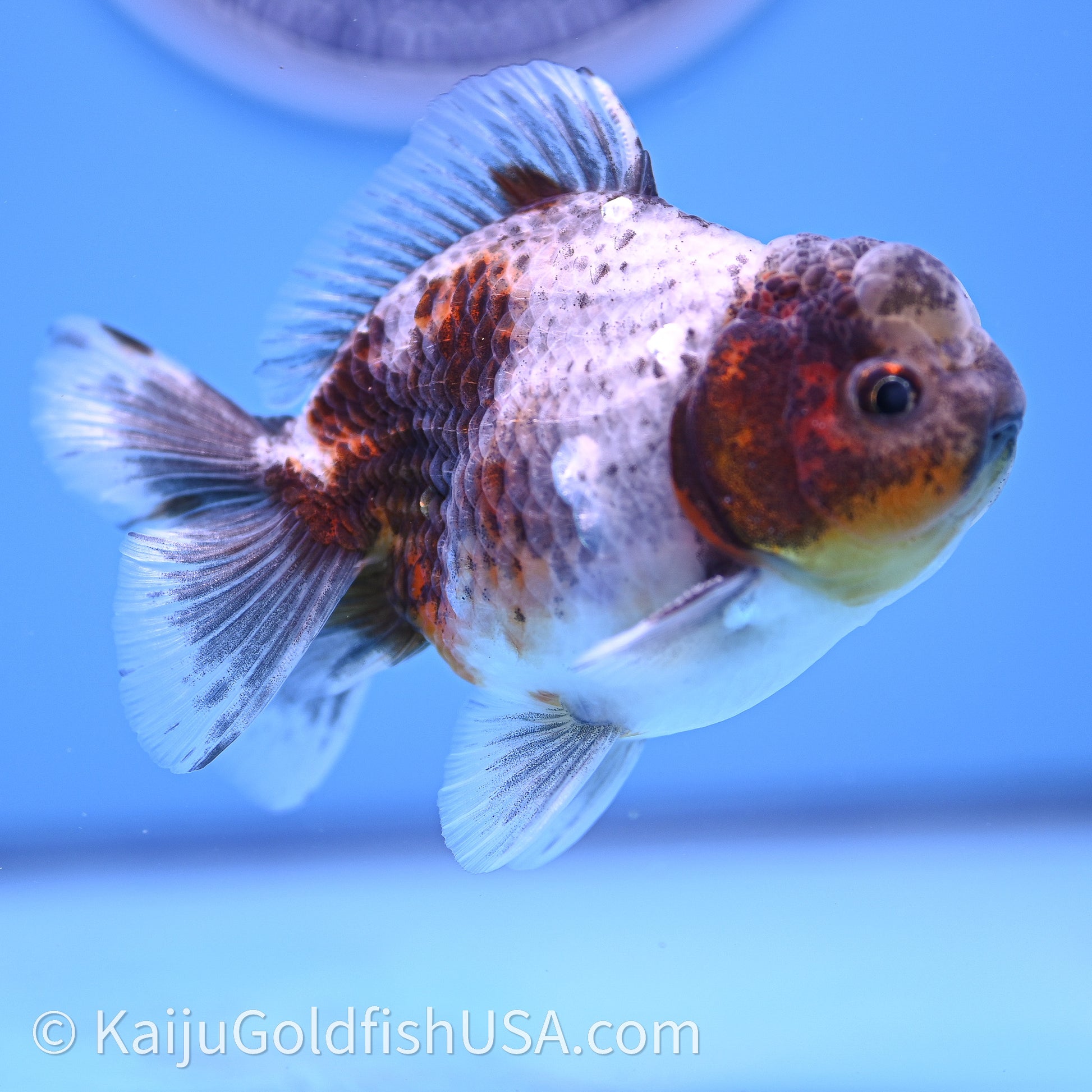 Shogun Godzilla Blue Based Oranda 3.25in Body (240726_OR08) - Kaiju Goldfish USA