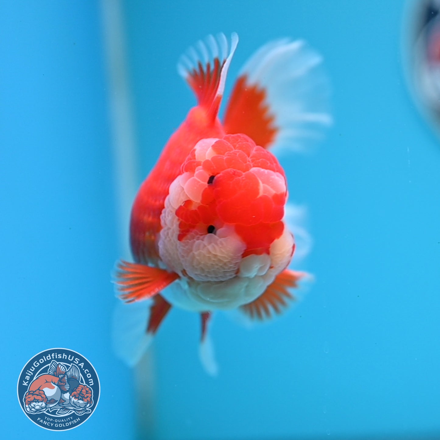 Red White Rose Tail Oranda 3.5 inches Body (250523_OR08)