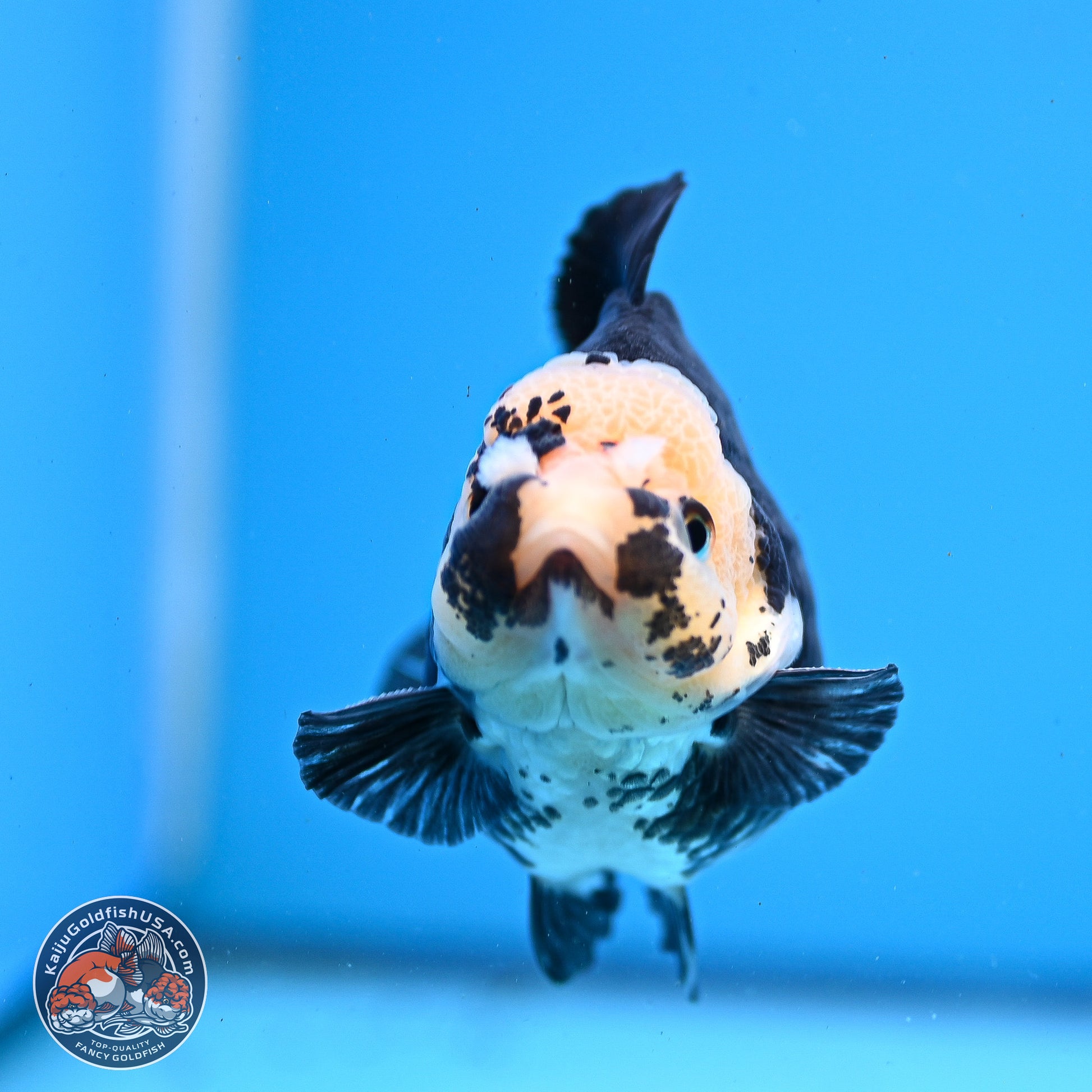 Panda YuanBao Oranda 3.5in Body (240830_OR08) - Kaiju Goldfish USA