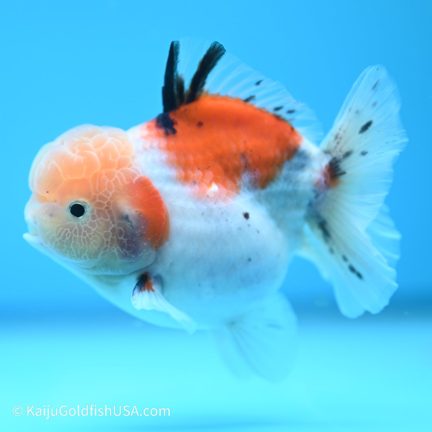 Tricolor Sakura YuanBao Oranda 3.5in Body (240524_OR08) - Kaiju Goldfish USA