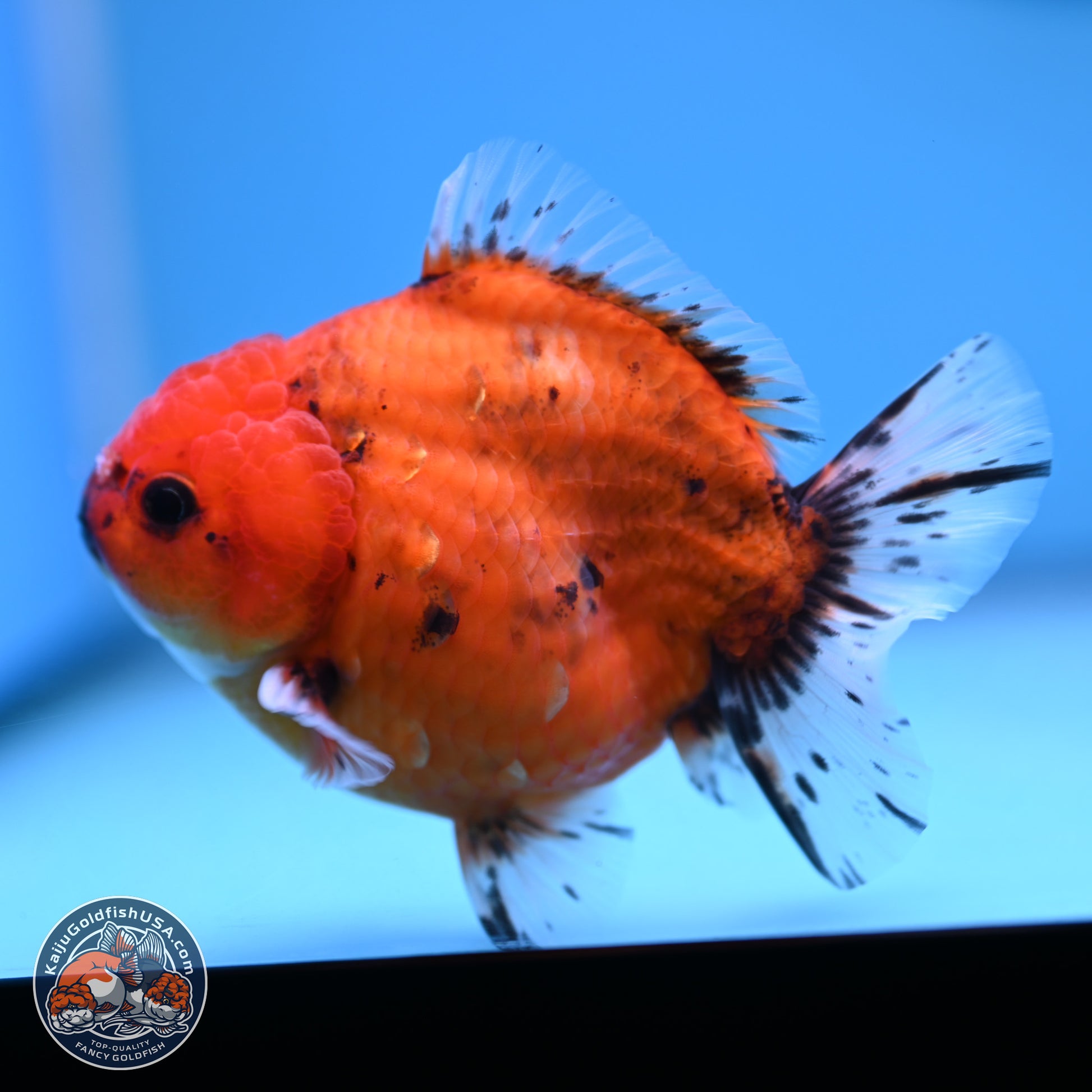 Shogun Tiger Oranda 3.75-4.5 in (241011_OR08) - Kaiju Goldfish USA