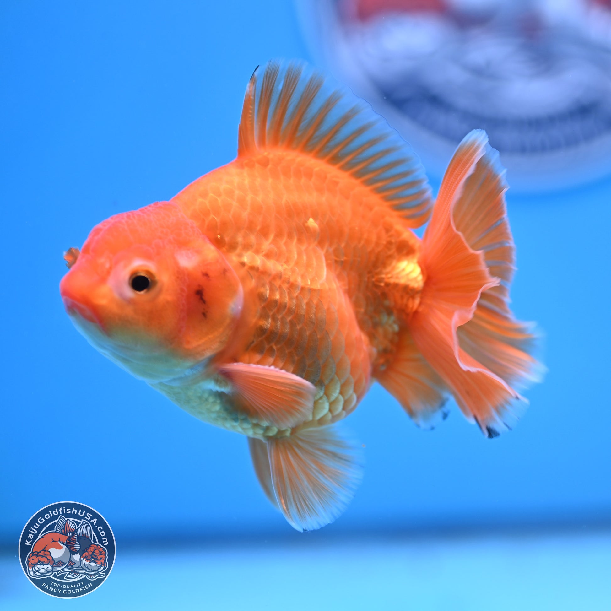 Shogun Classic Gold Broad Tail Oranda 3.5in Body (240802_OR08) - Kaiju Goldfish USA